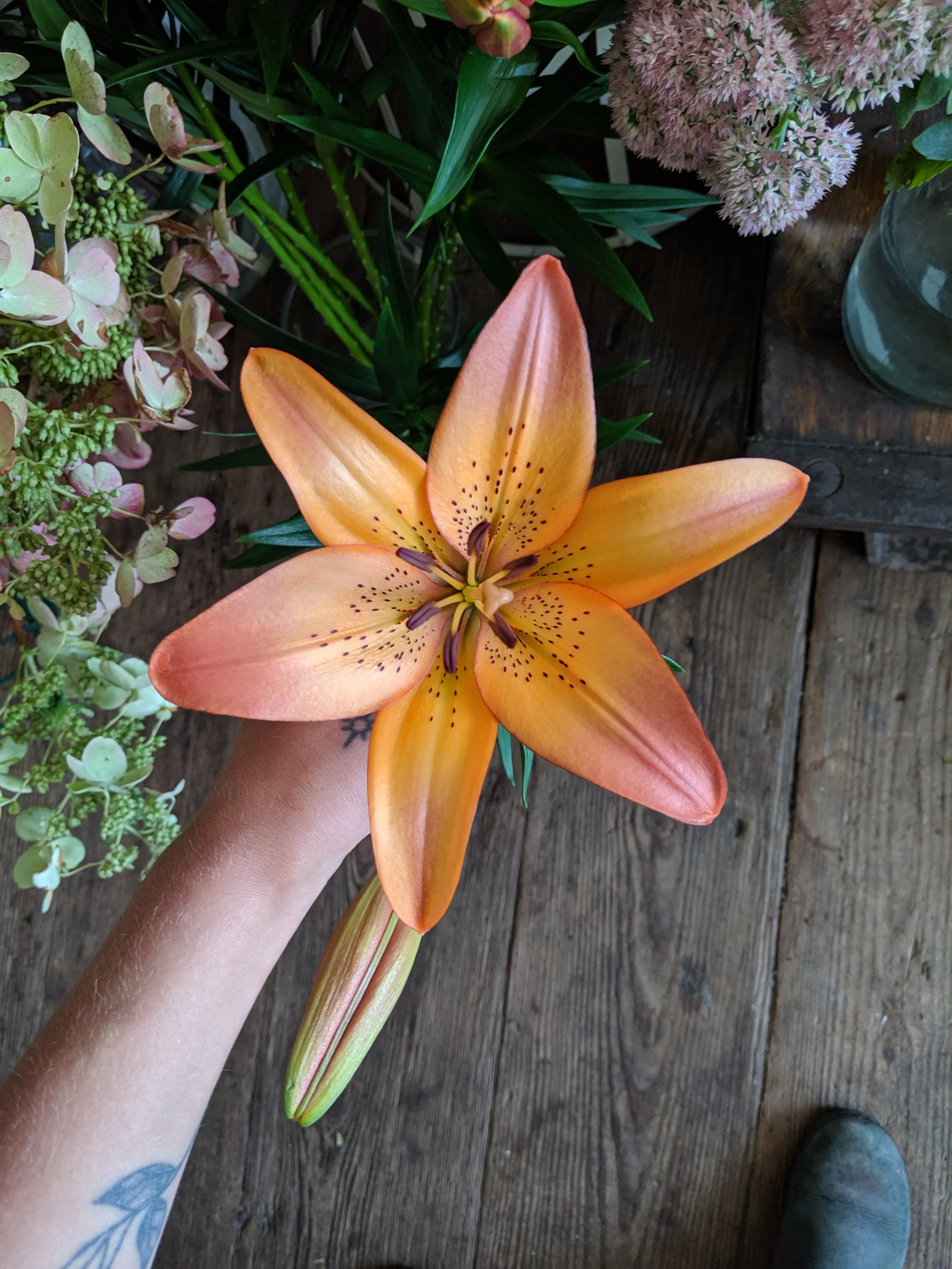  Orange flower in full bloom with vivid coloration 