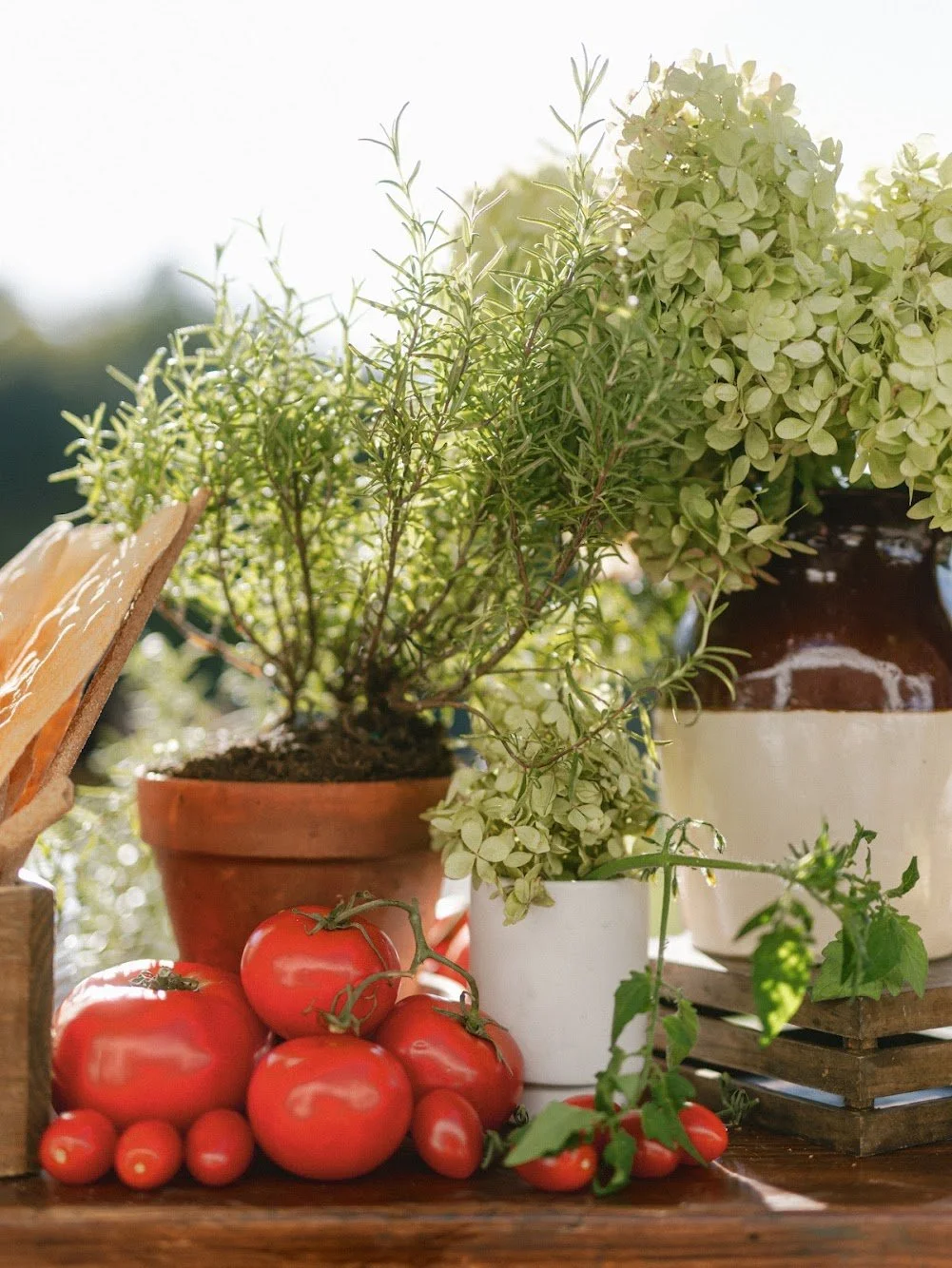  Wooden table with delicate herbs, blooms and ripe tomatoes   