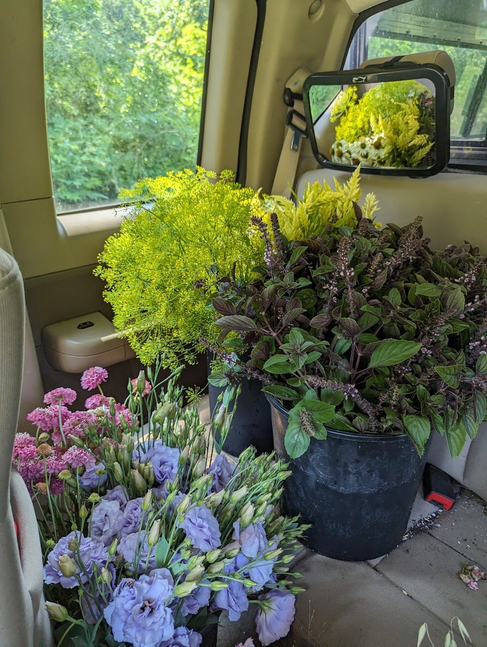  Backseat of car full of buckets with various types of blooming flowers in various colors and texture 