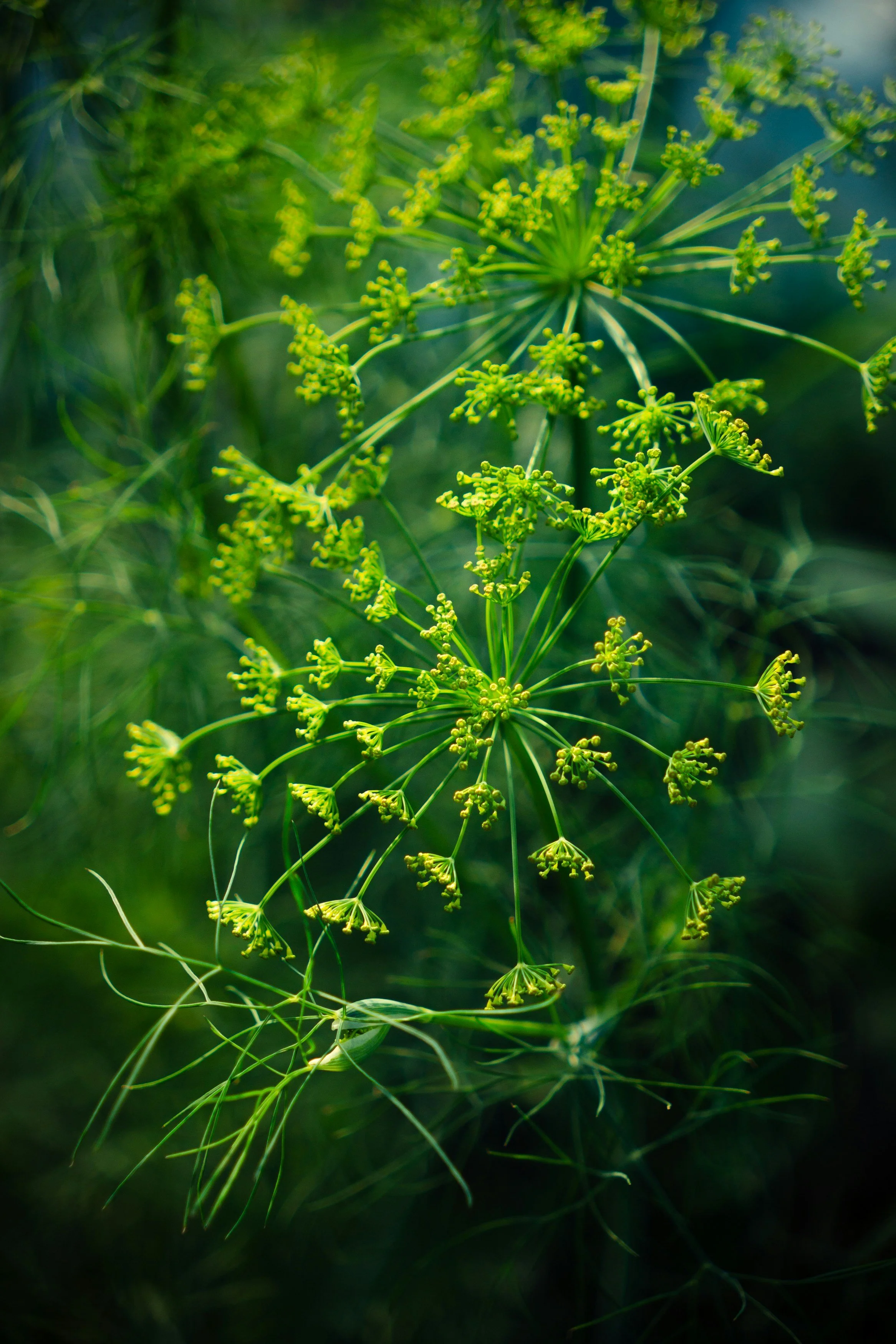  dainty and airy dill foliage and blossoms   