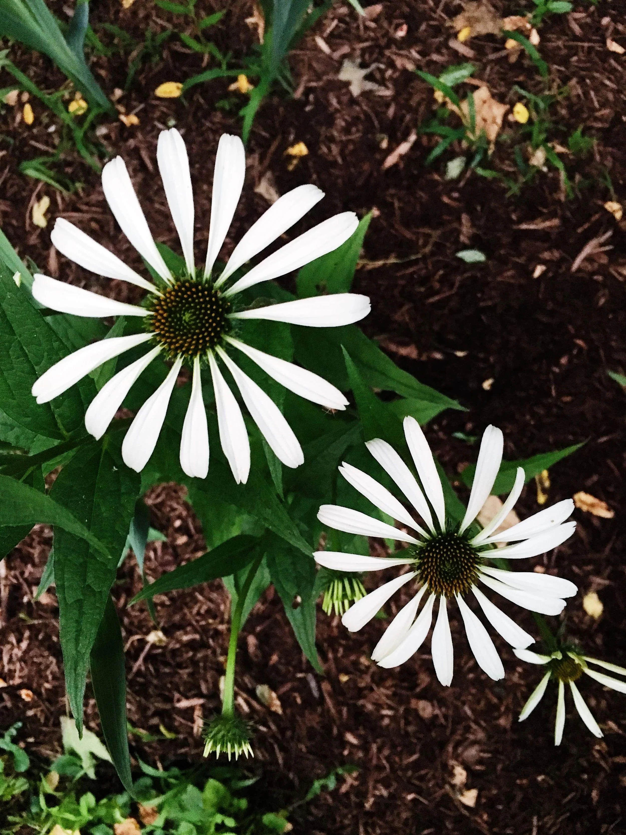  Delicate white, hula dancer variety of echinacea 