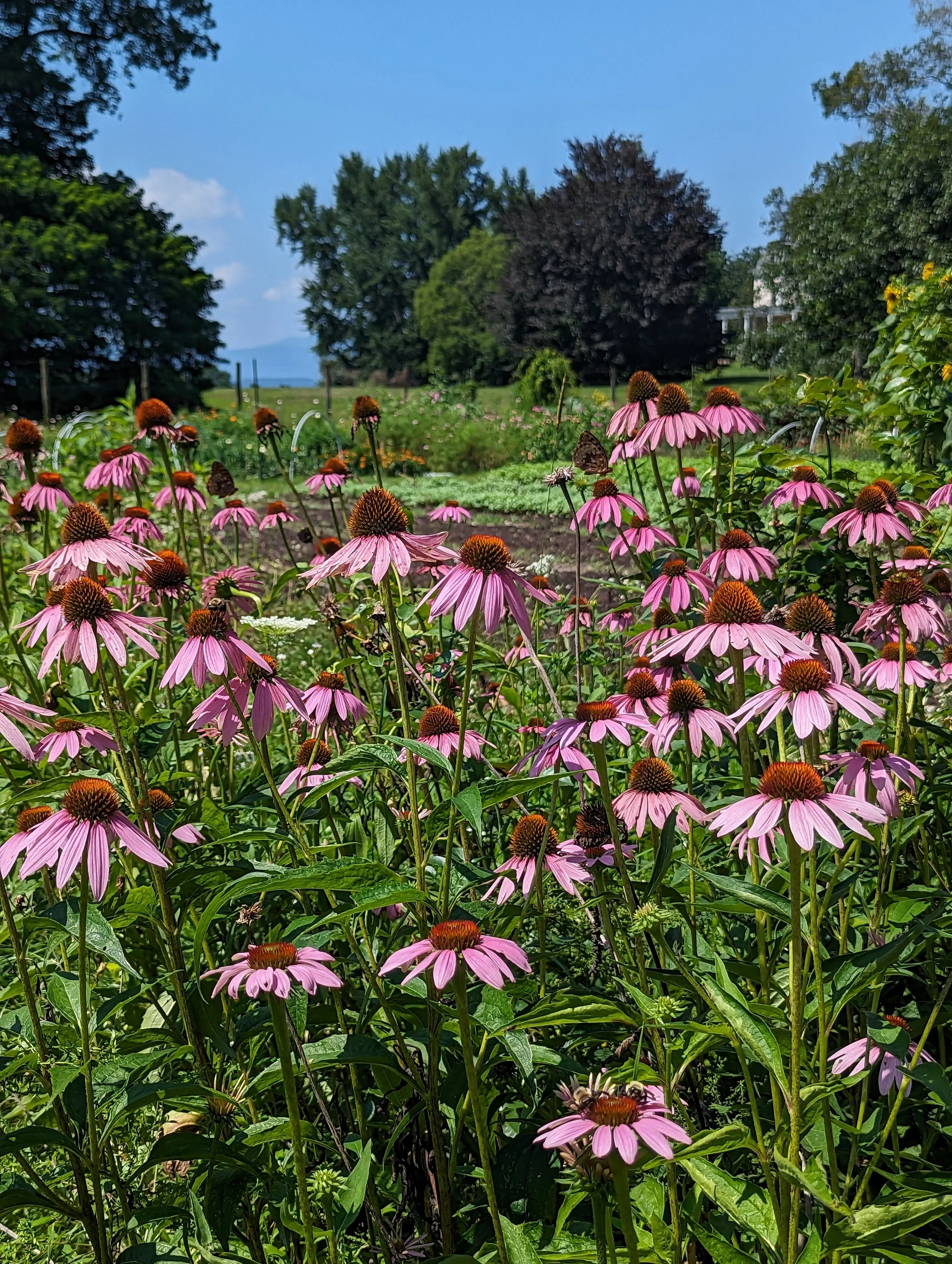  organic field of bright pink echinacea growing in the sunlight  