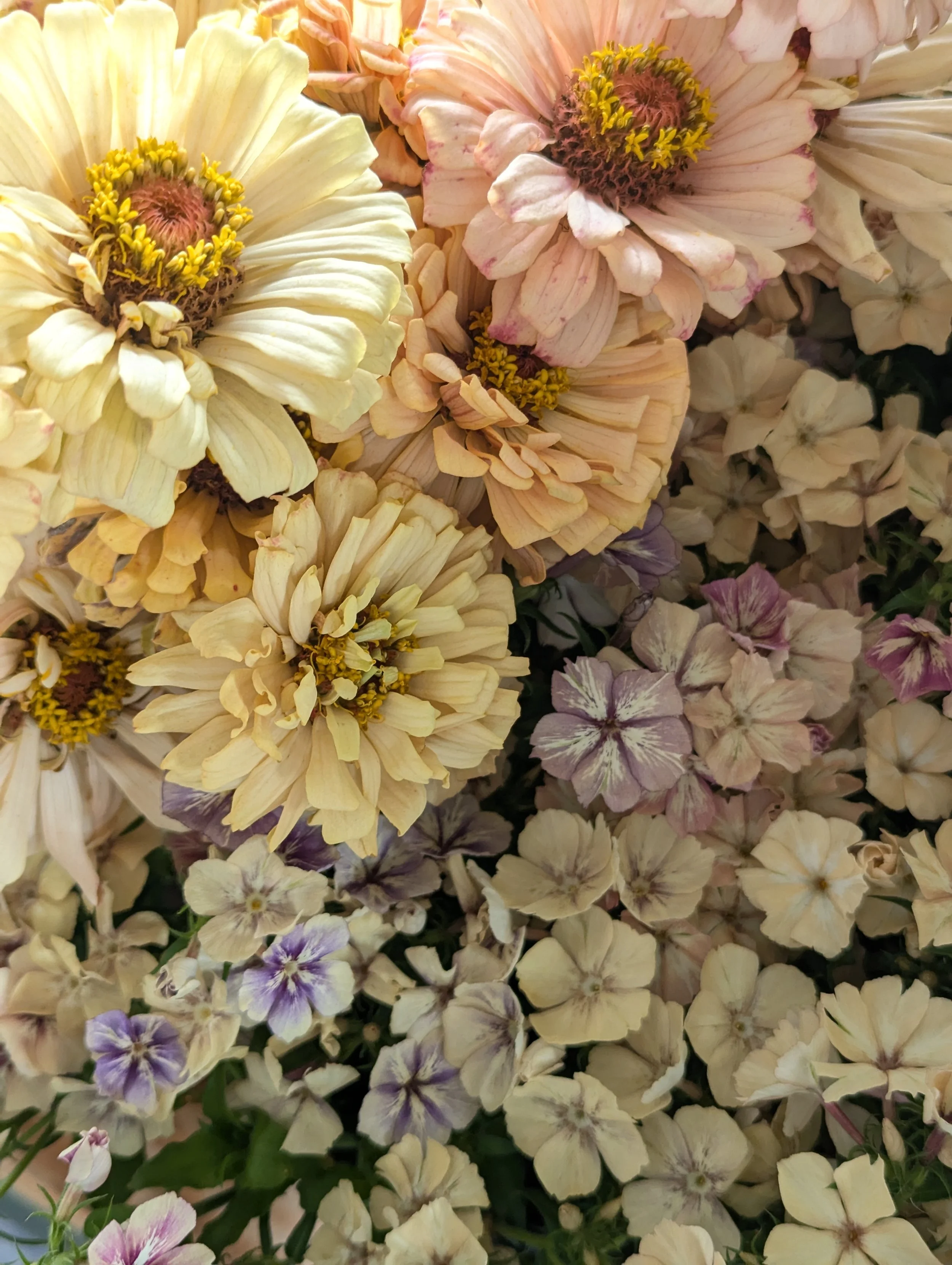 Collection of various flora of soft white, pink, and purple   