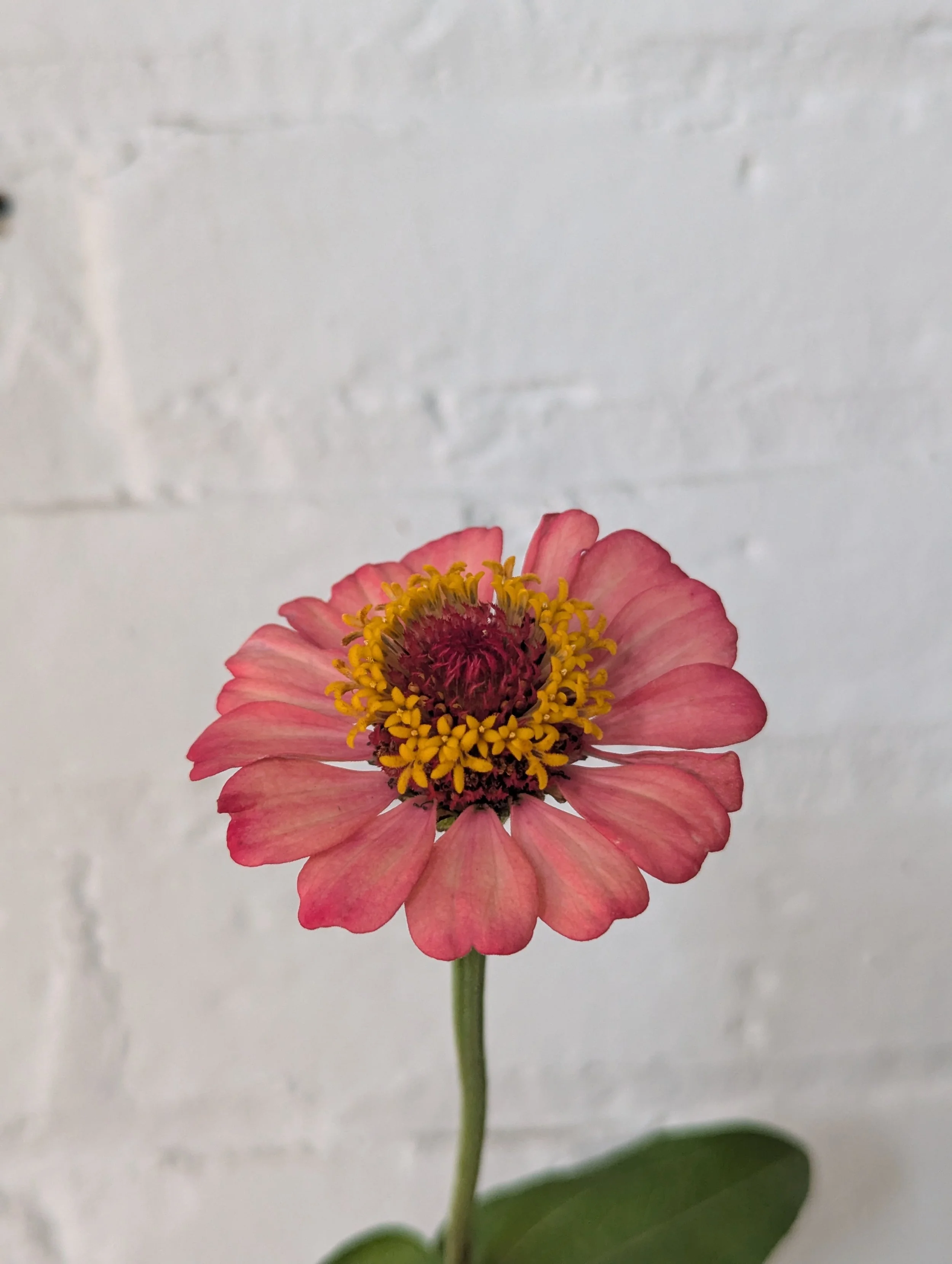  Single stem of a striking zinnia showing off its beautiful colors and various textures   