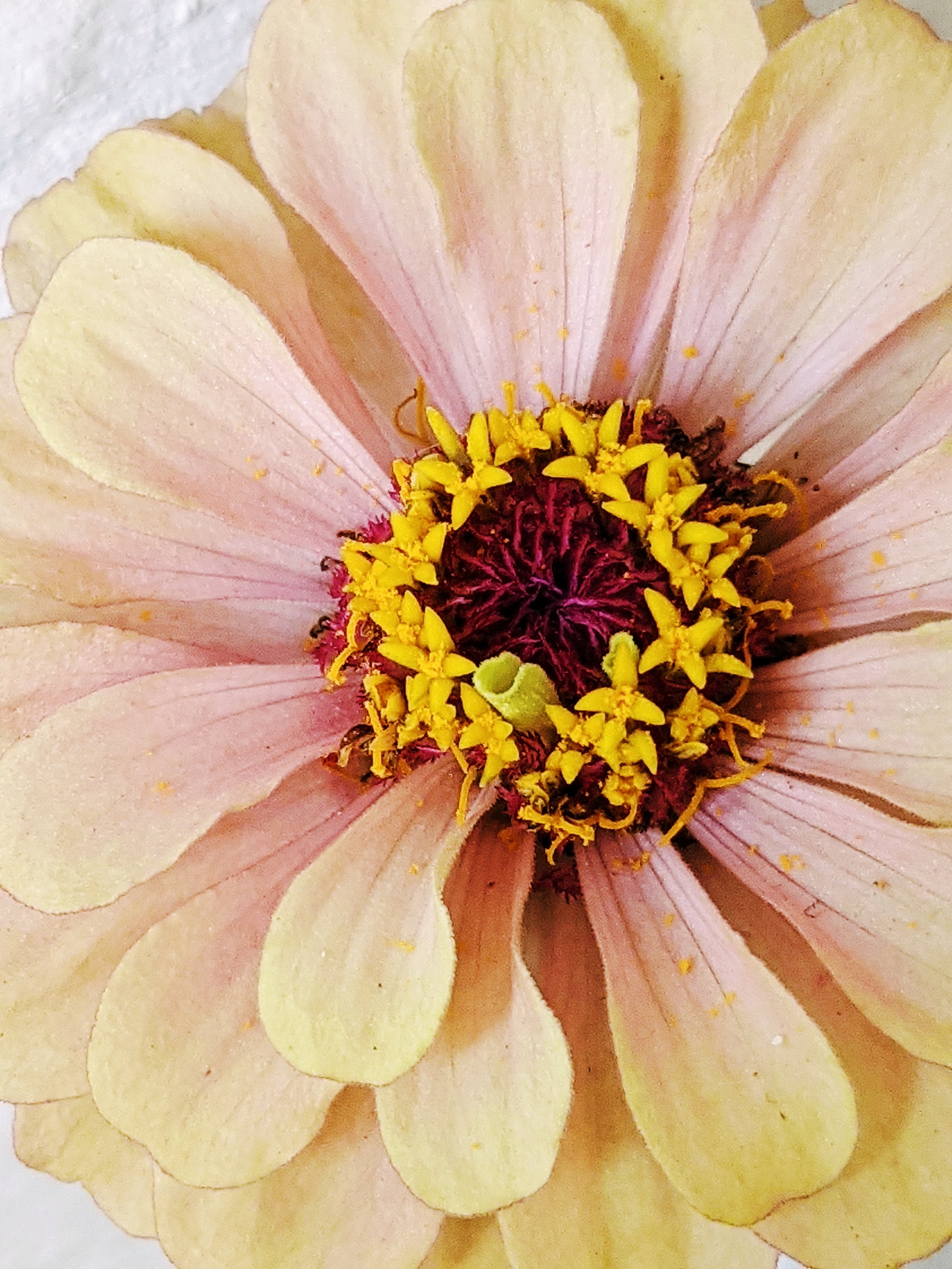  Robust and lush flower head with ombre yellow to pink on its petals and bold red and orange in the center 