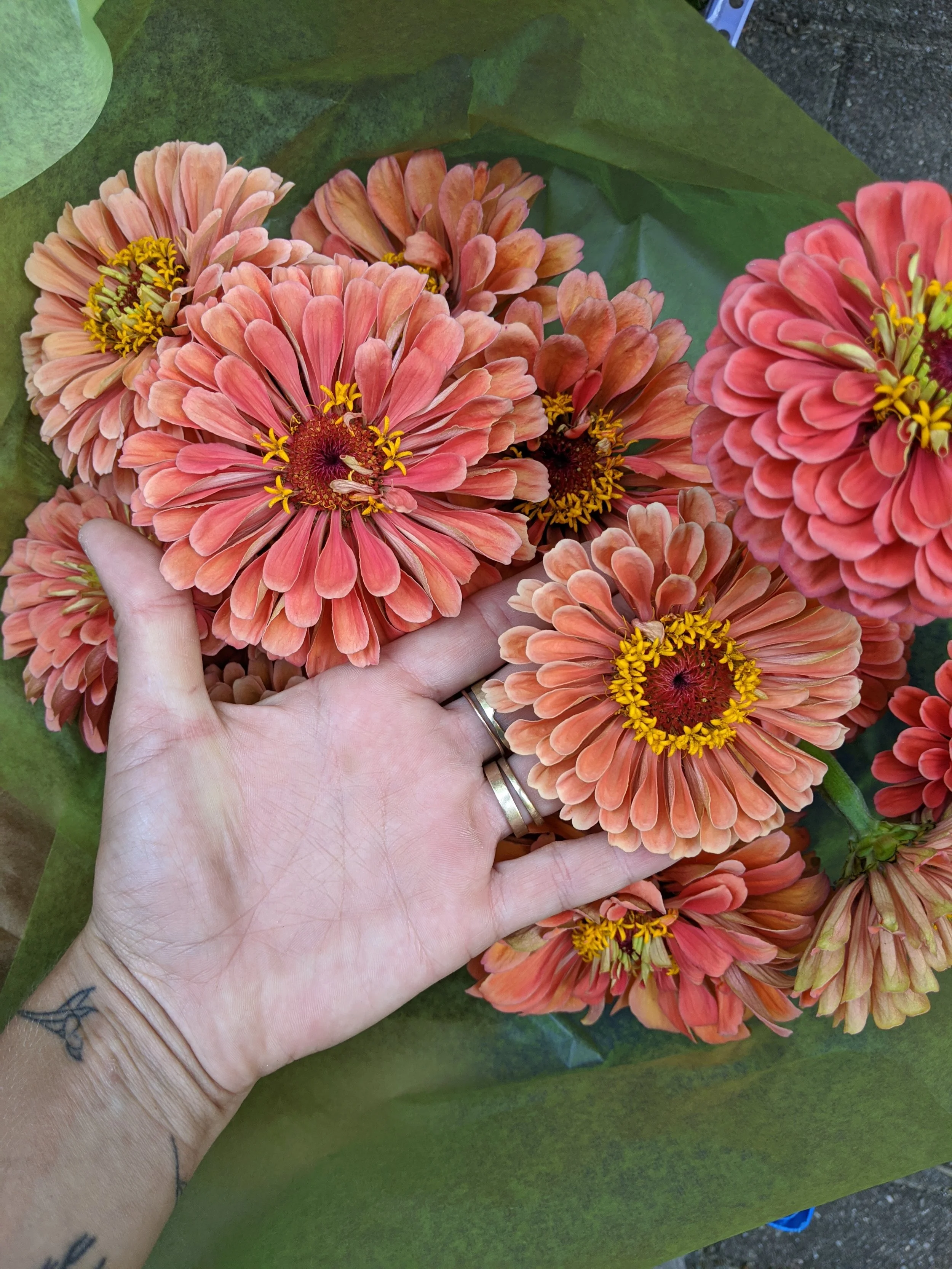  Vibrant, dusky pastel zinnias in full bloom   