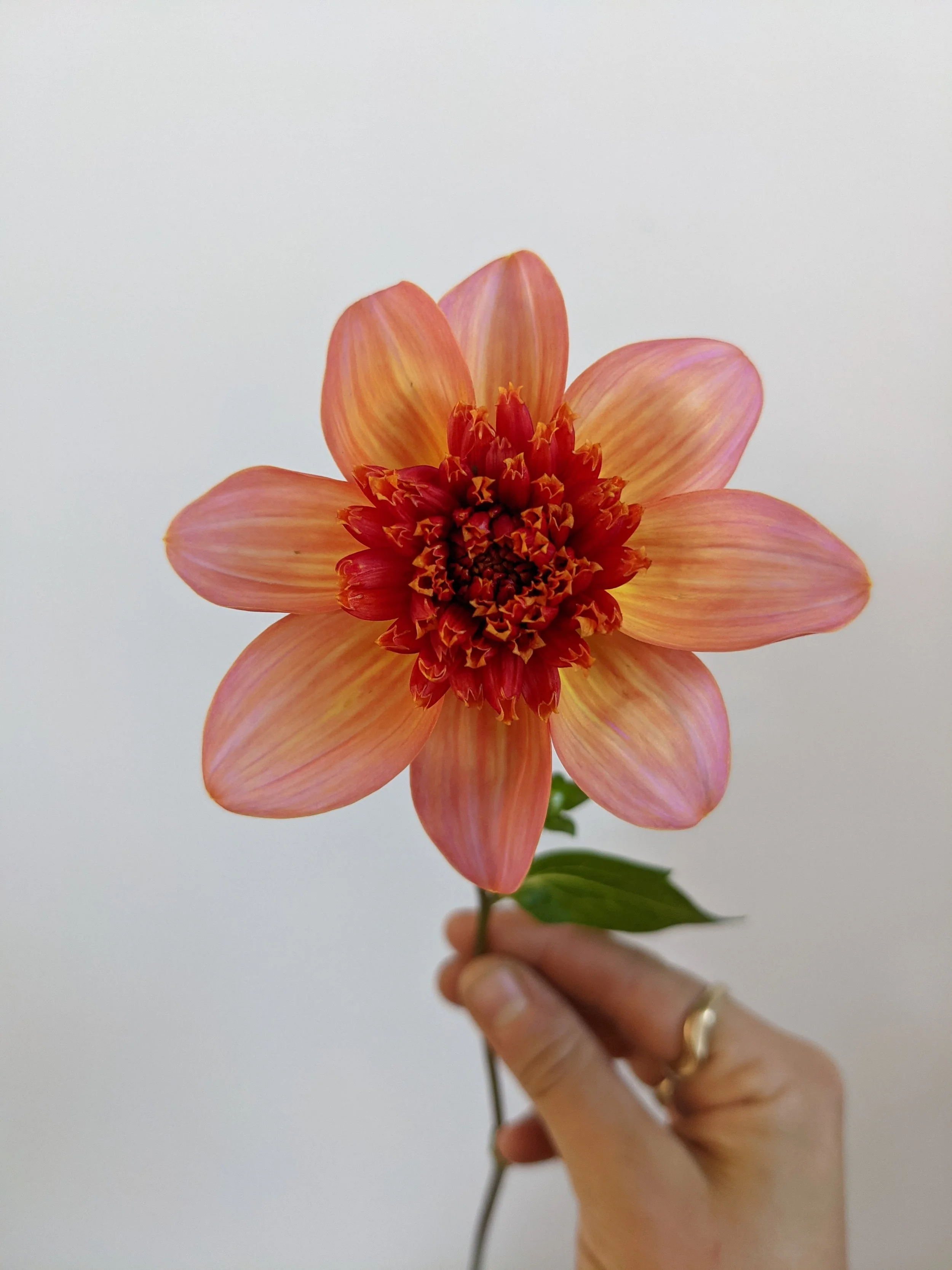  Single stem of vibrant pink blossom of this summer flower   