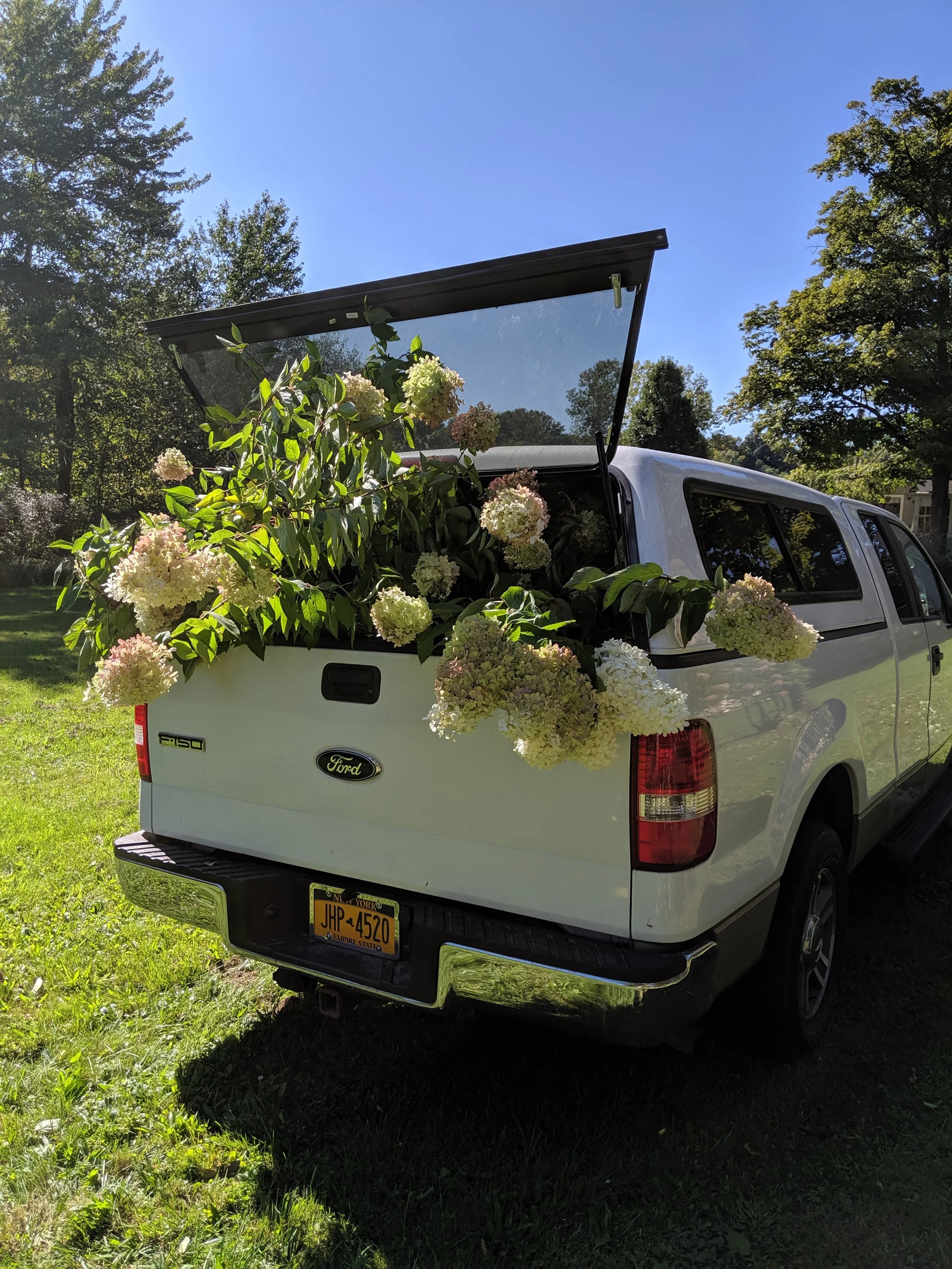  big sculptural hydrangea climbing out the back of the truck 