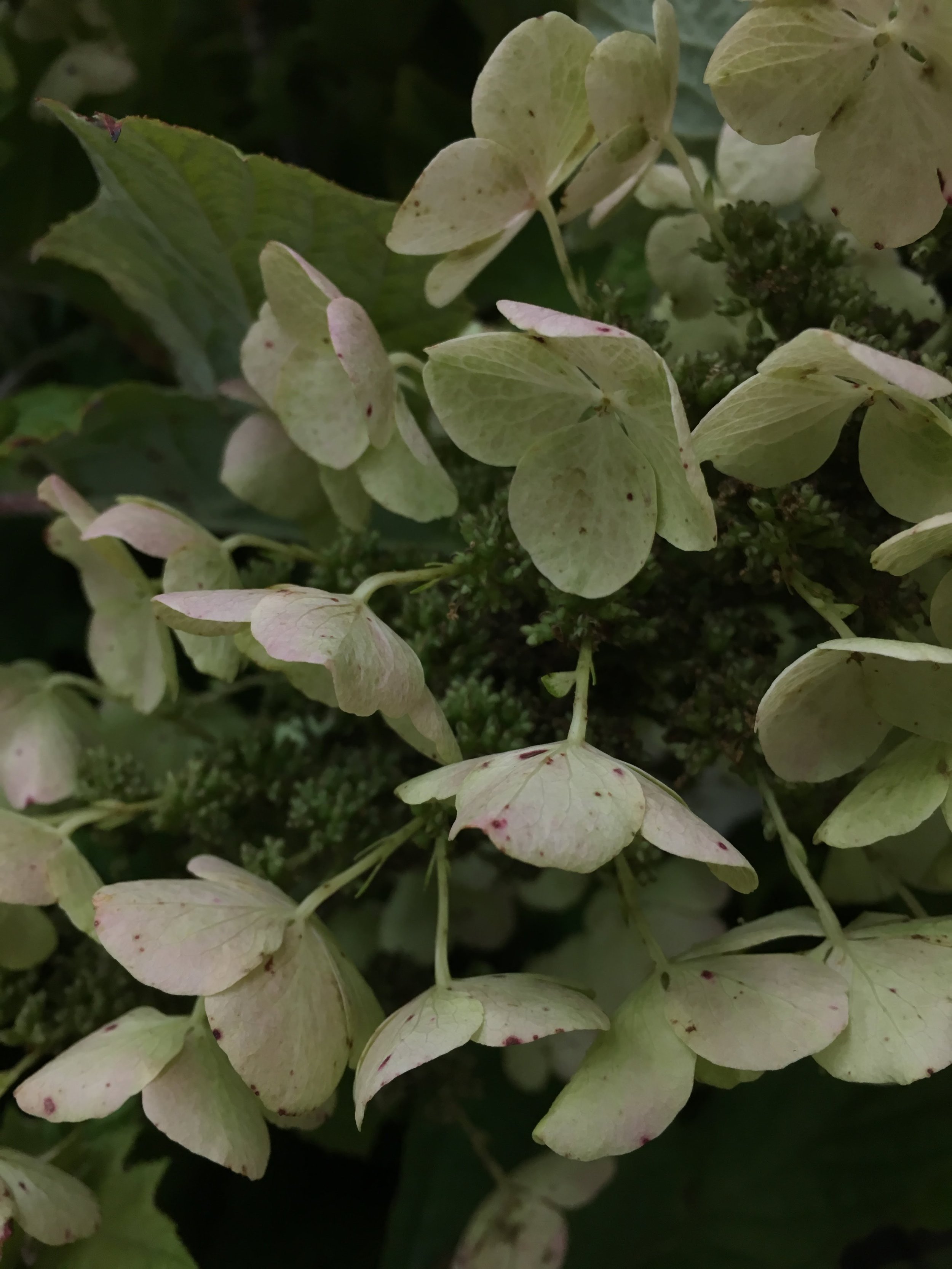   Close up of fairytale like flowers of hydrangea showing of is speckled white and pink petals   
