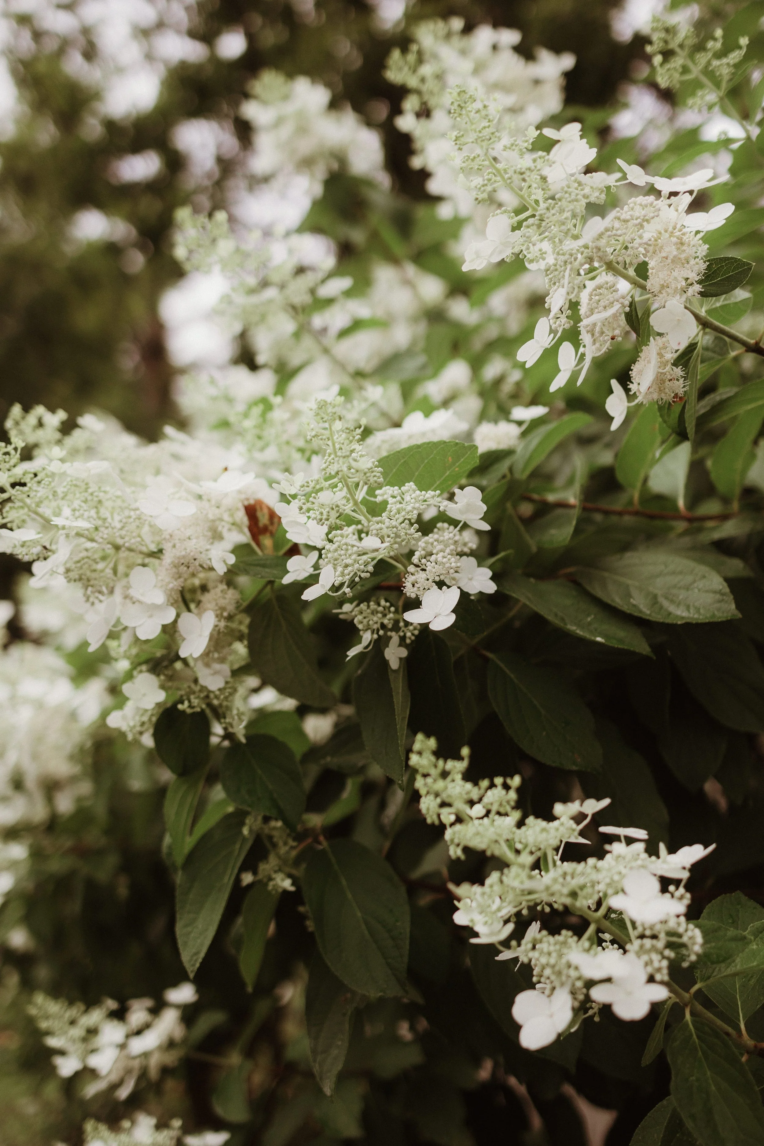  Delicate flowering blossoms with different types of textures and shapes 