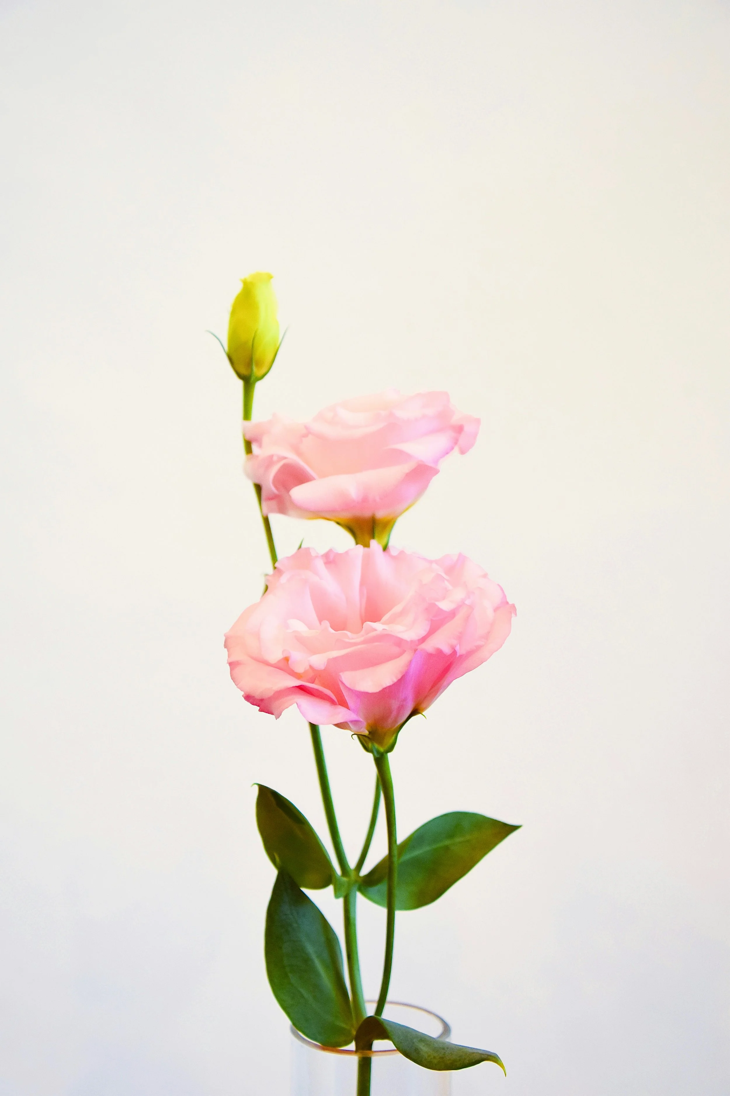  Elegant photo of graceful single stem with vivid pink petals 
