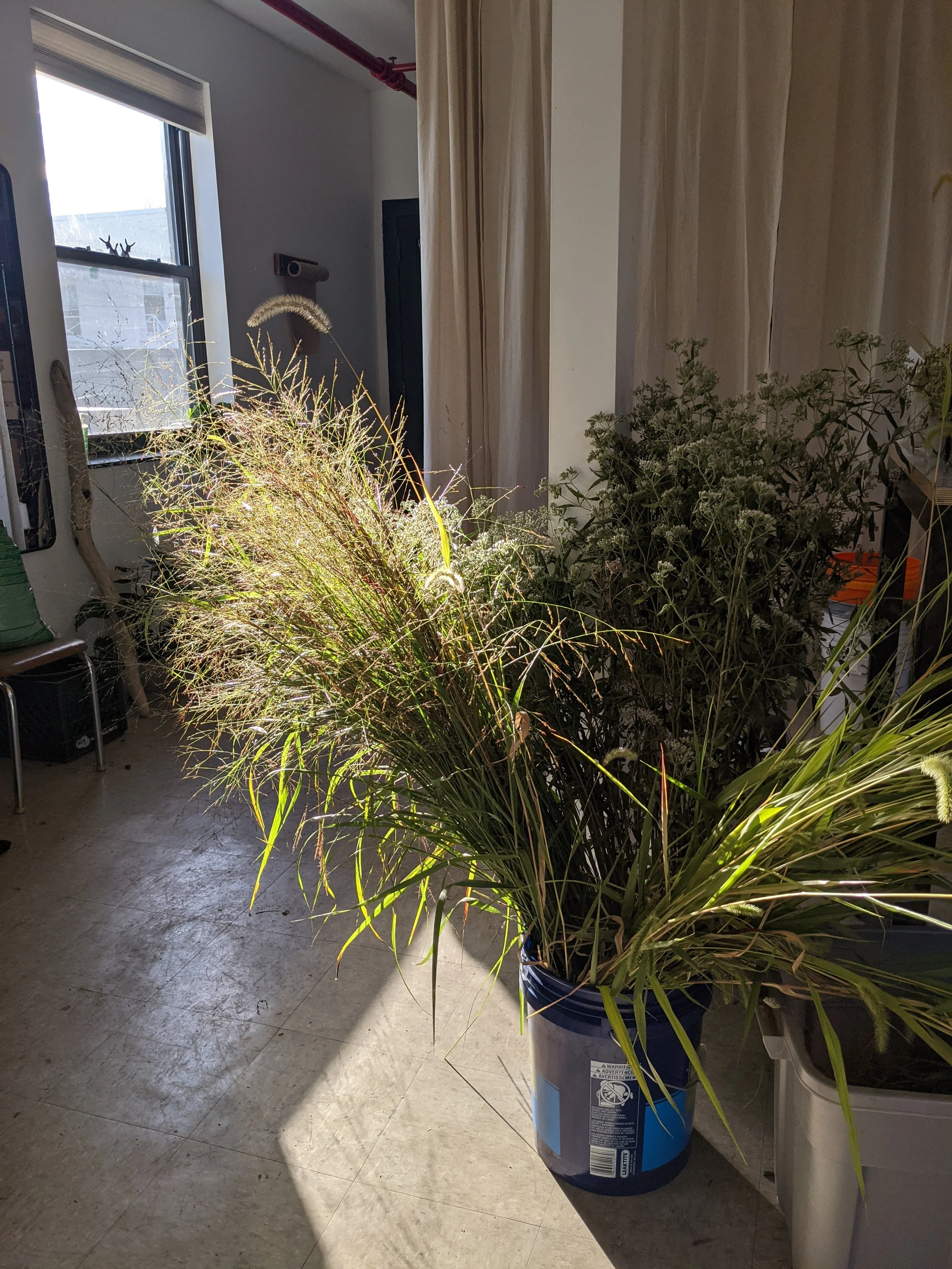  Sunlit studio room with large bucket overflowing with tall, playful grasses 