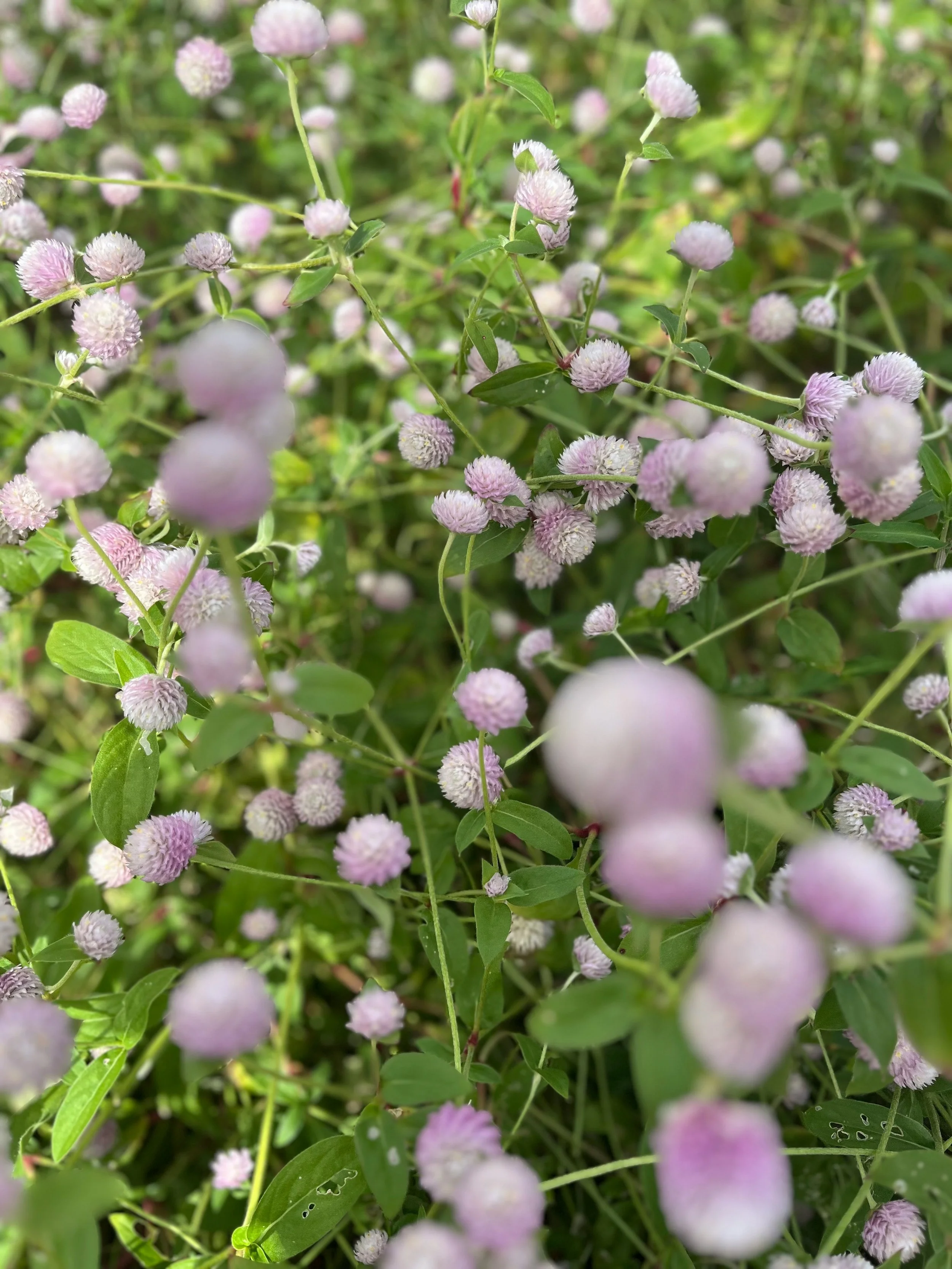  Soft ombre, pink to white flowers growing wild outdoors 