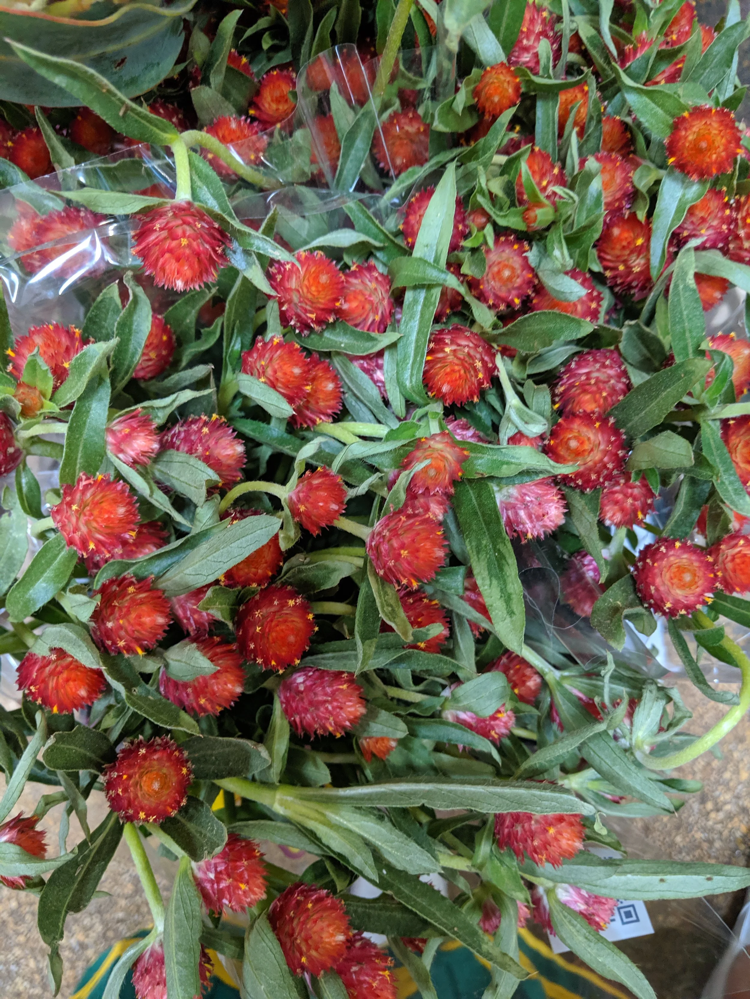 Striking, bright red gomphrena wrapped up in bunches 