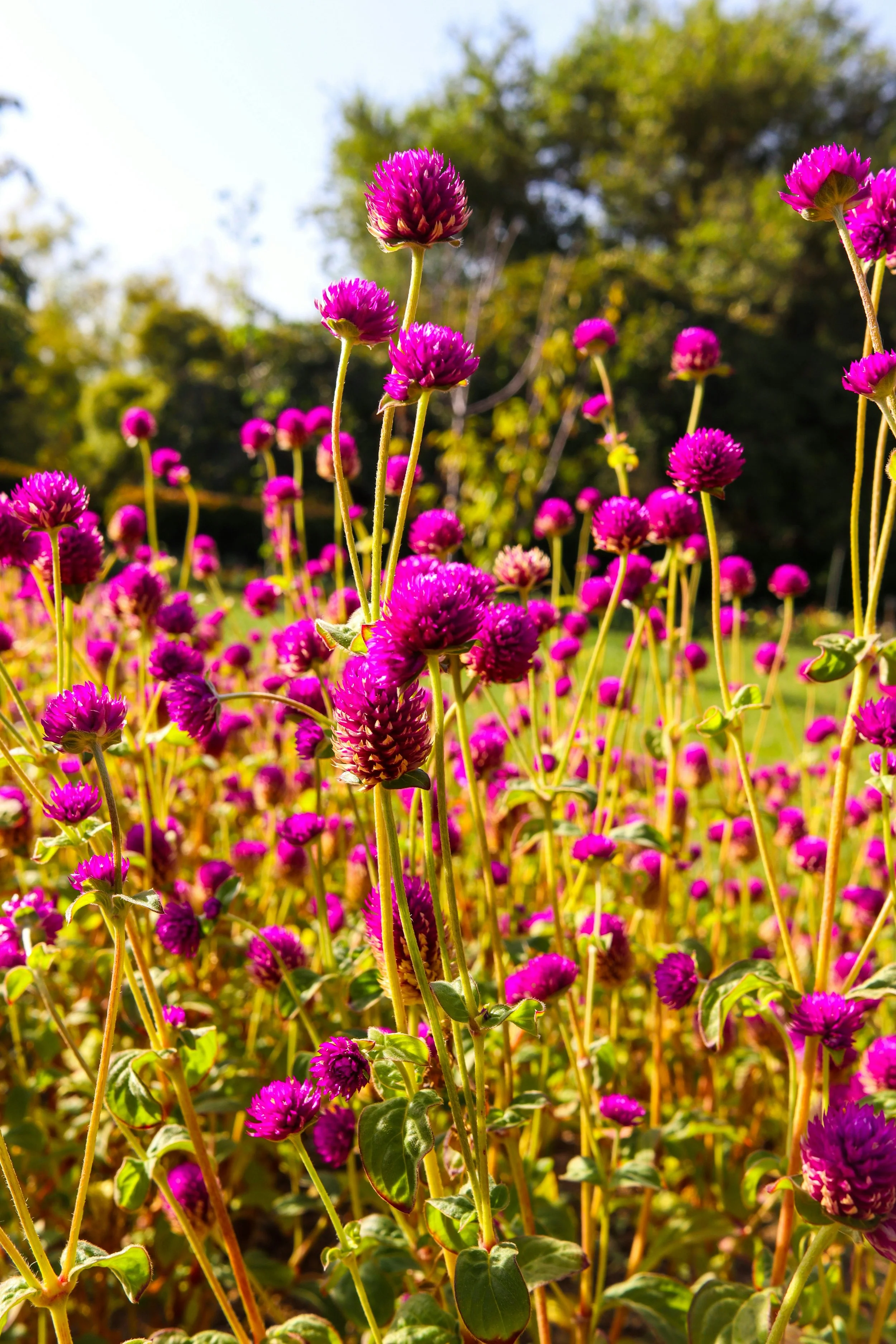  Sunlit field of organic, vivid pink blossoms 