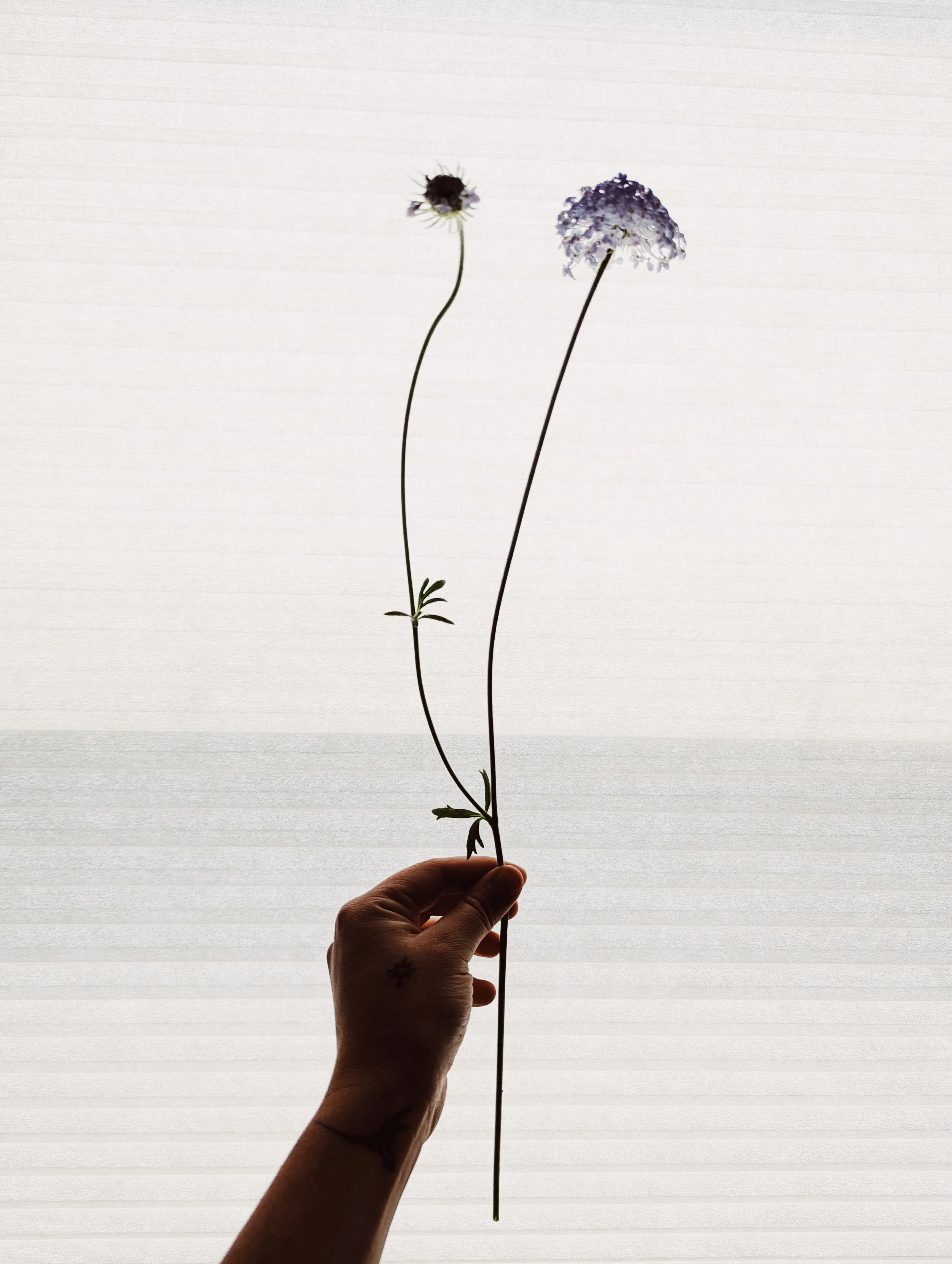  Thin delicate didiscus stem showing of its airy umbel blooms 