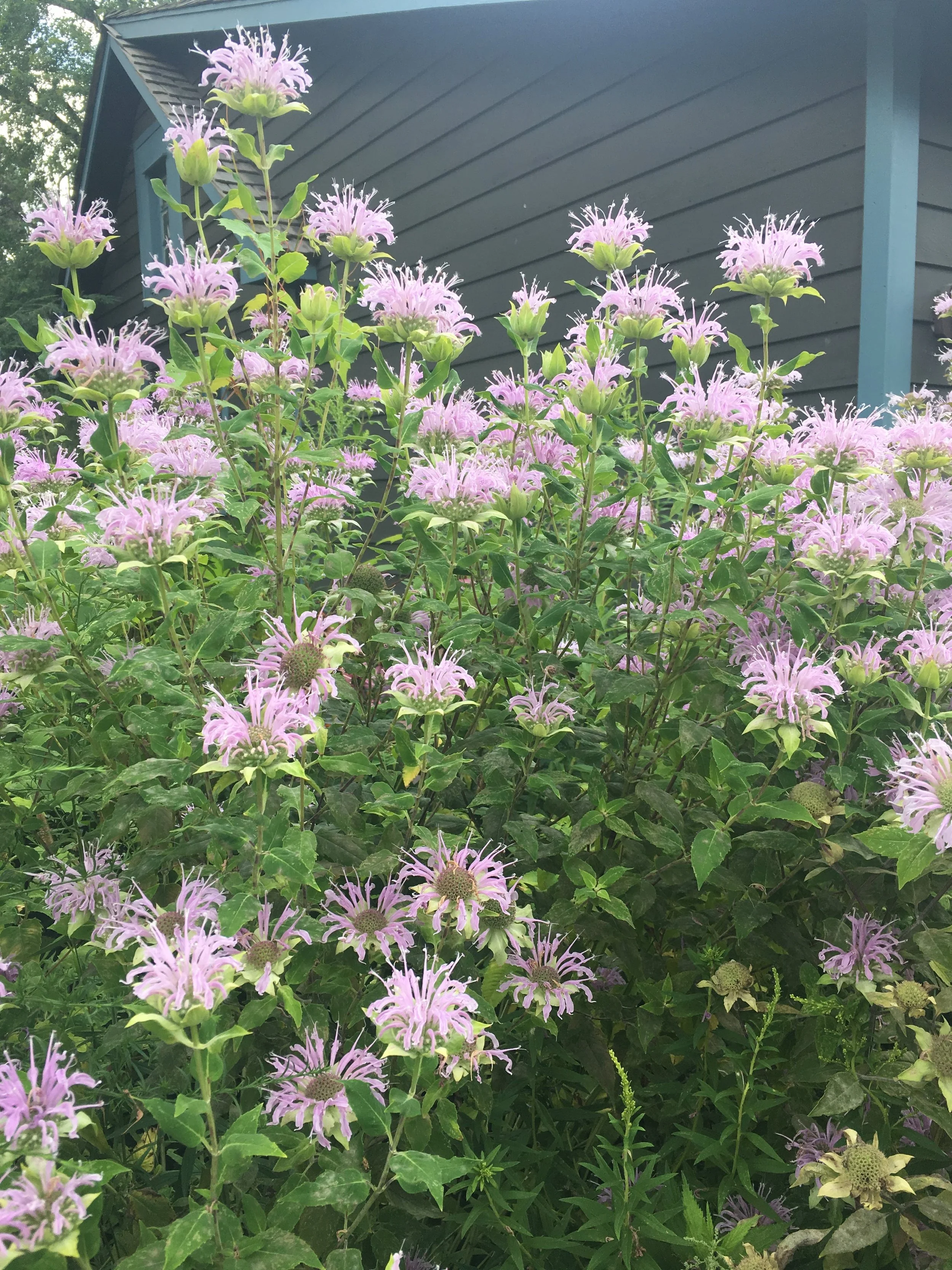 Tall, lush bush filled with many bee balm flowerheads all over it 