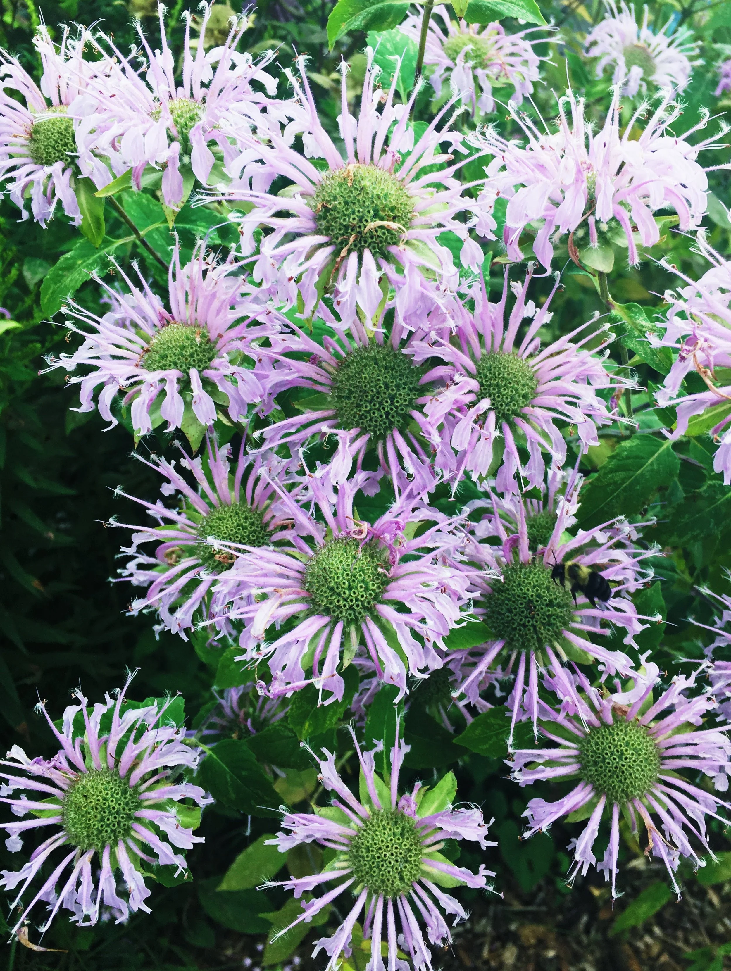  Collection of playful, delicate flowers with purple petals and striking green centers growing from the ground 