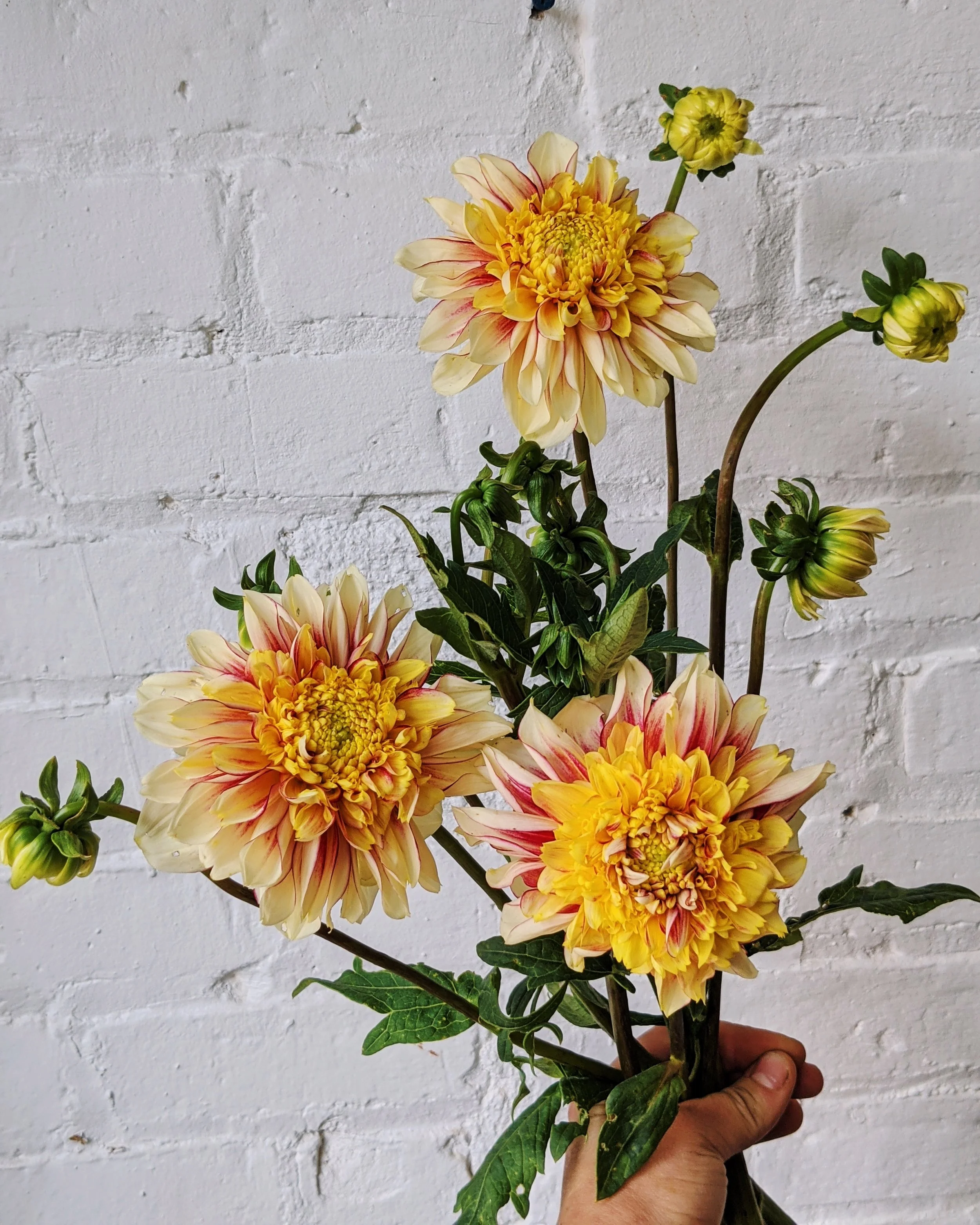  Handheld bunch with bold, crisp yellows and soft pinks 