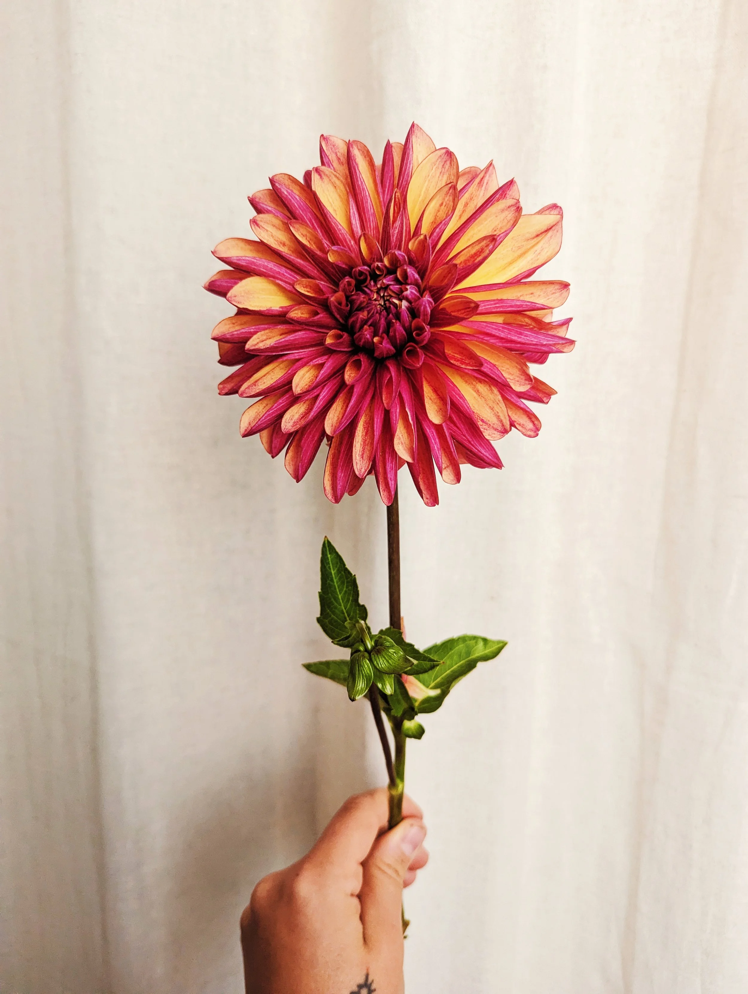 Single robust stem showing off its intimate ombre petals    