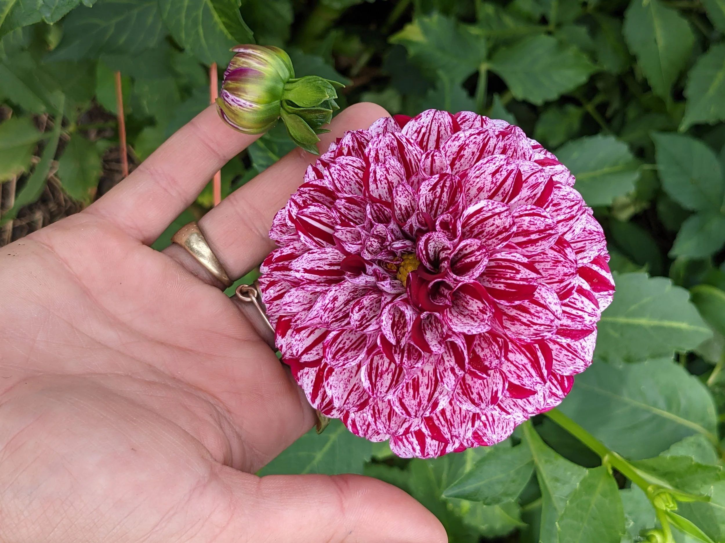 Dazzling late summer dahlia flower with speckled red and pink petals    