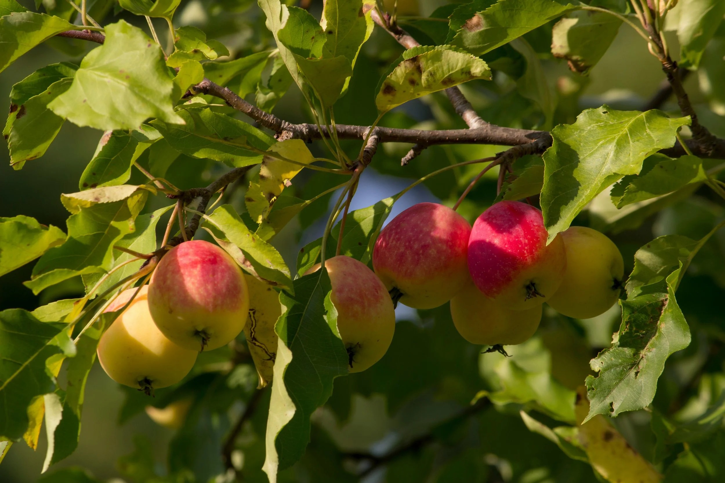  Fruit sparkling in the sunlight showing off their red and yellow skin 
