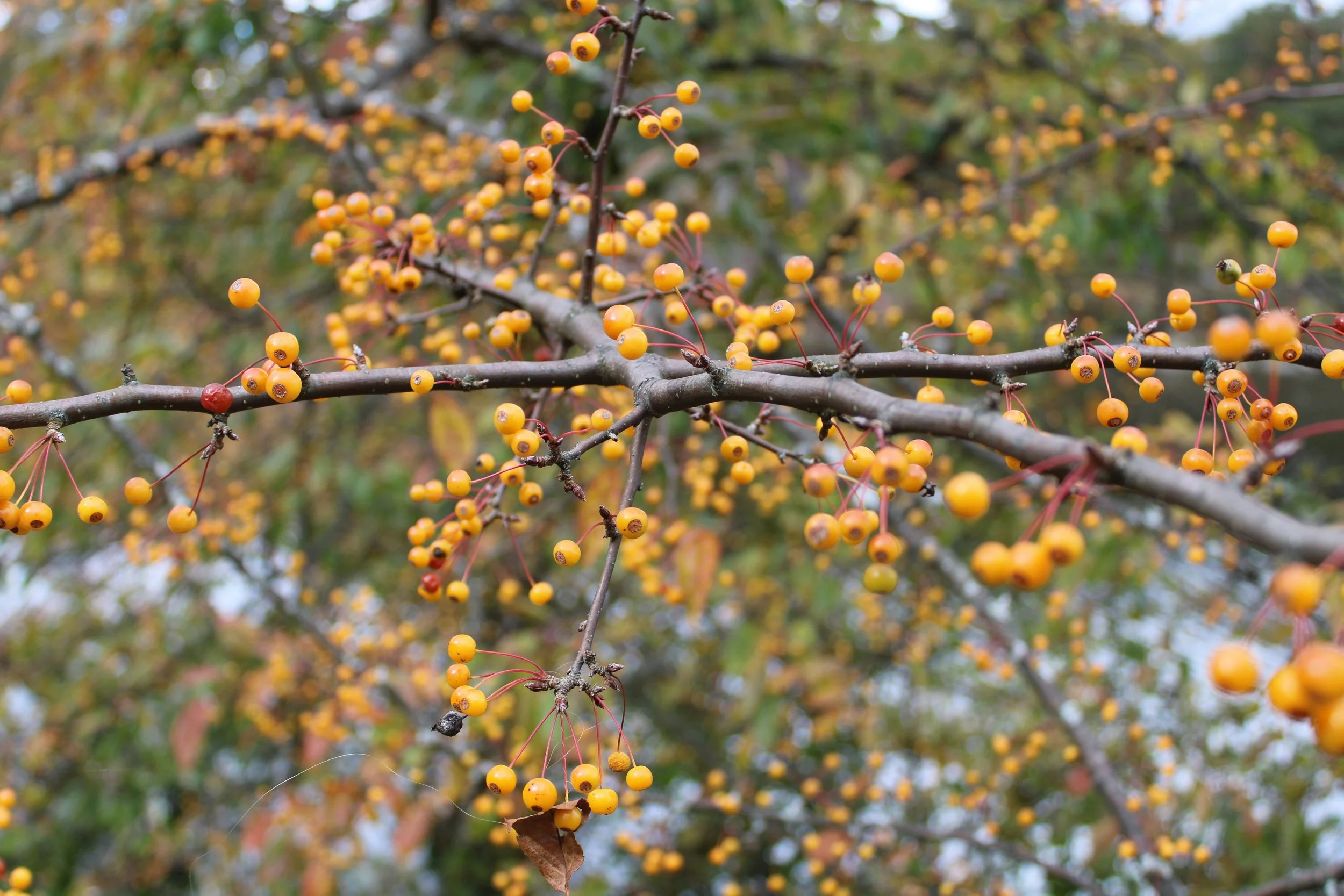  Branches covered with tiny, dazzling yellow apples and striking red stems   