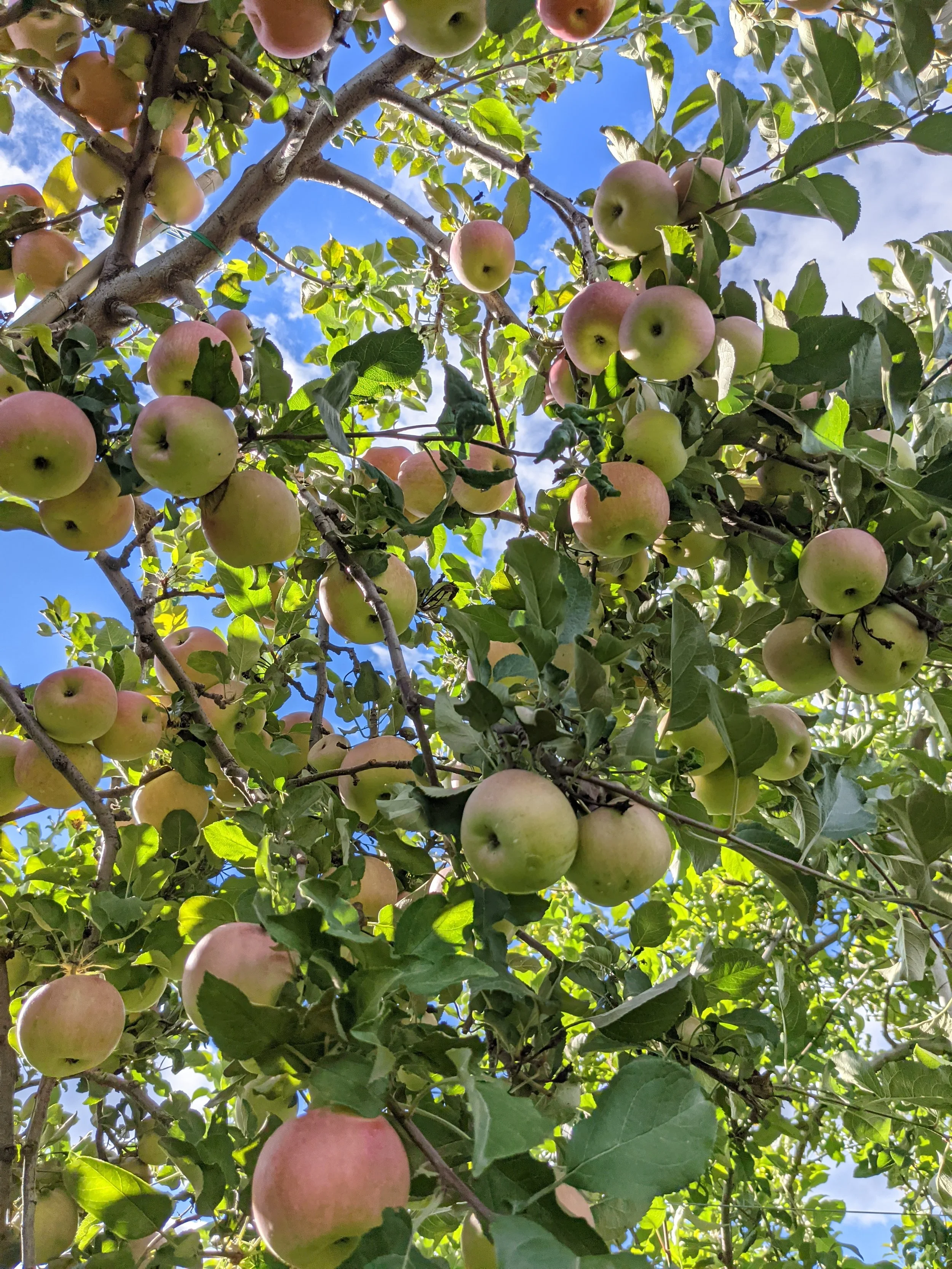  Locally grown crab apple trees growing with jewel-like apples covering every branch 