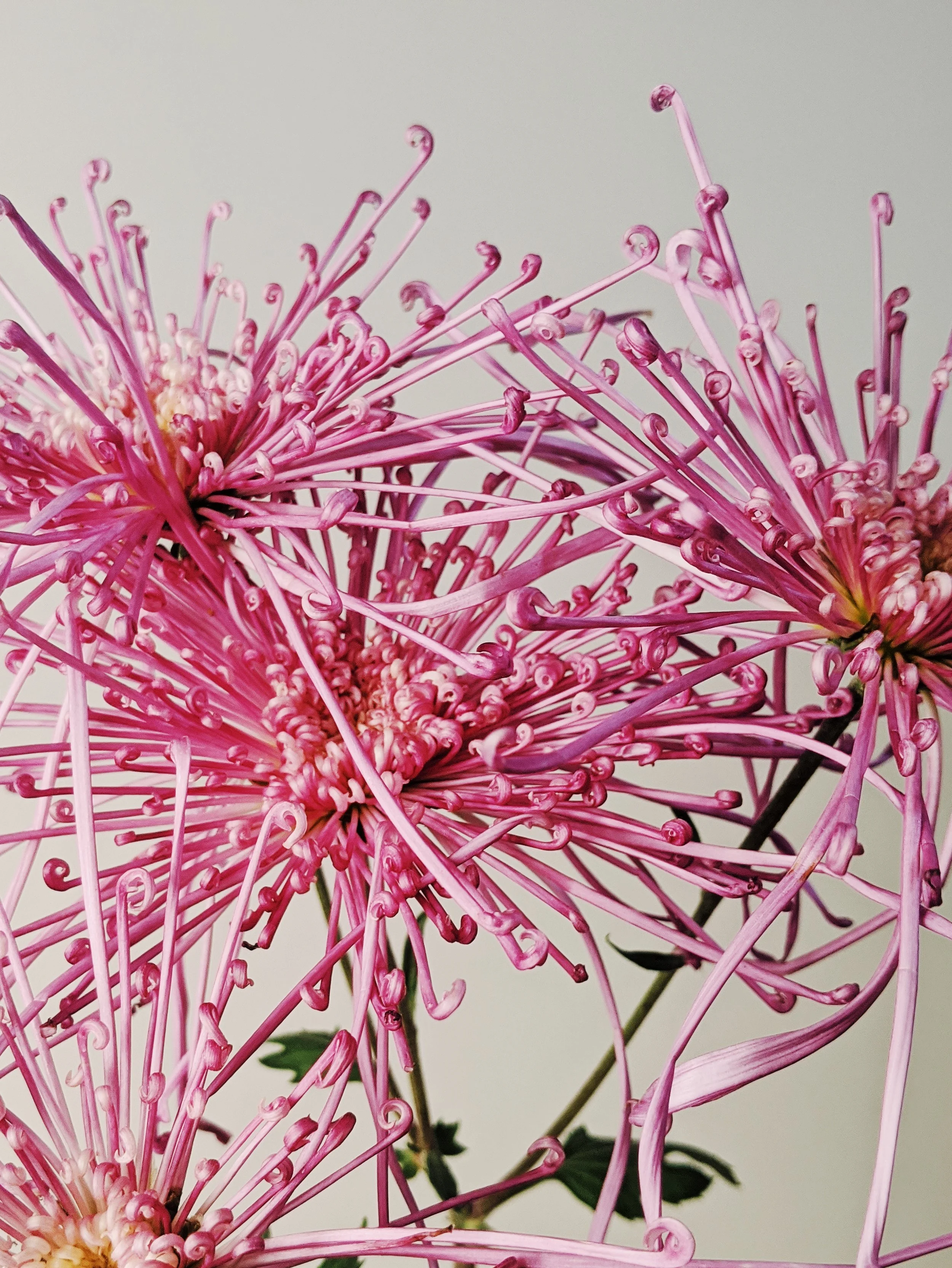  Dazzling mums showing off their whimsy in bright pink 