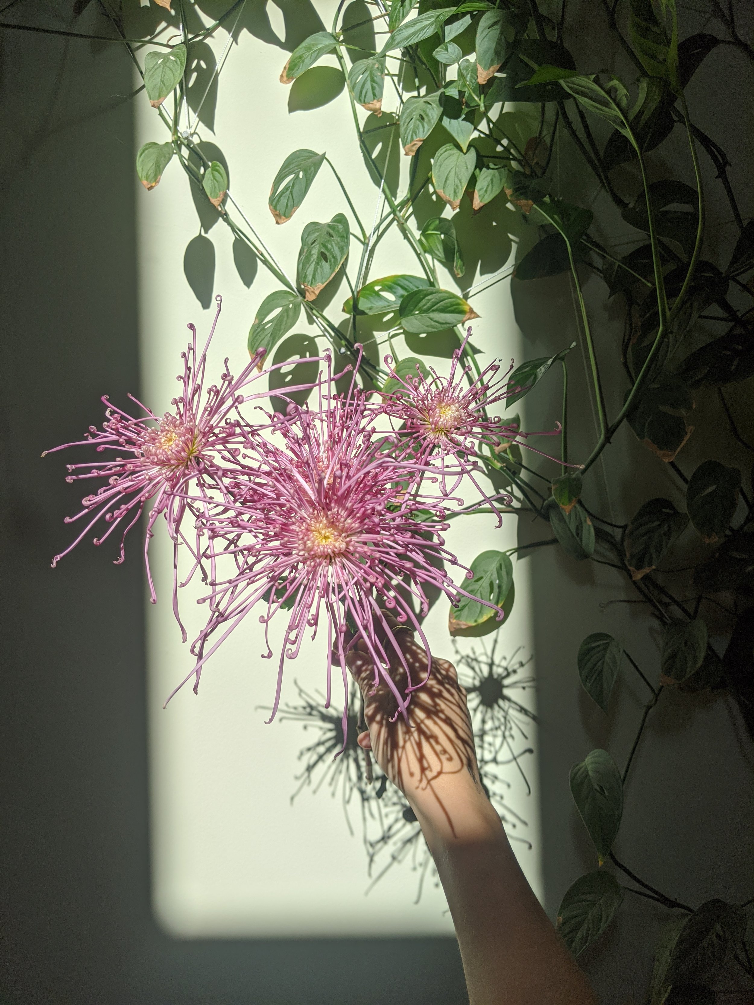  Handheld stems of playful chrysanthemums in the sun light against trailing greenery    