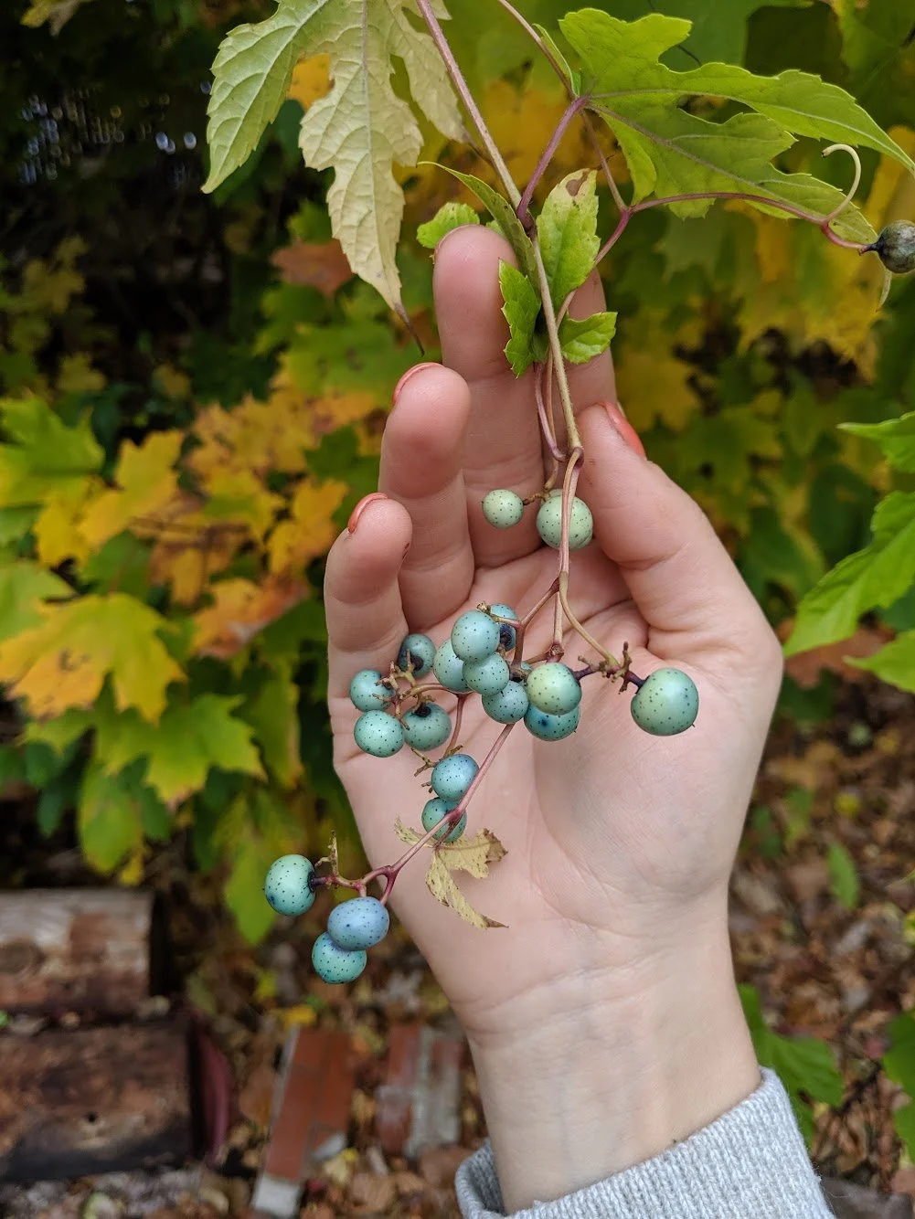  Vibrant blue fruits of local porcelain berries showing off their speckled blue, lilac and turquoise hues   
