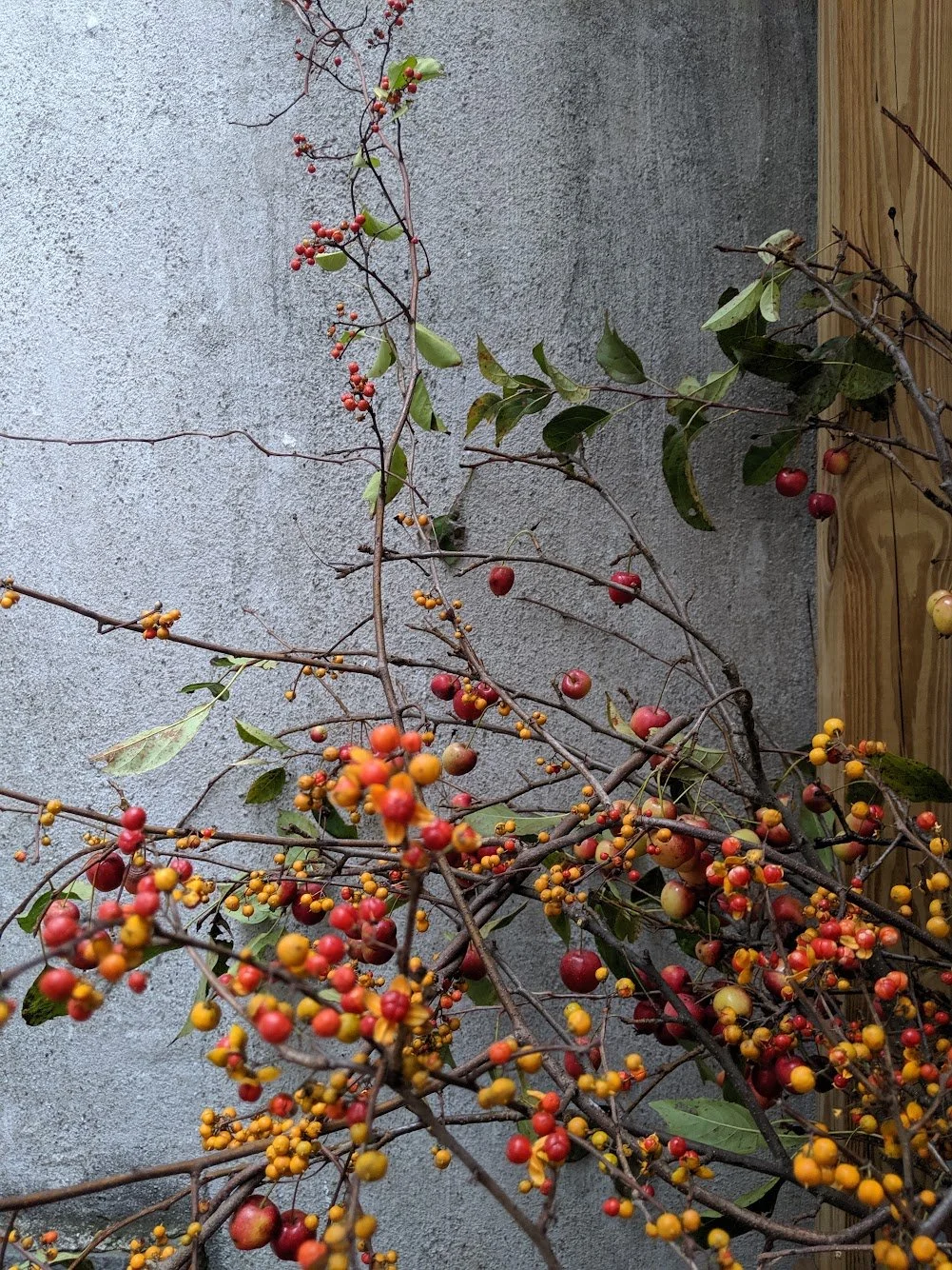  The striking orange and red berries of tangled and elegant bramble berry vines 