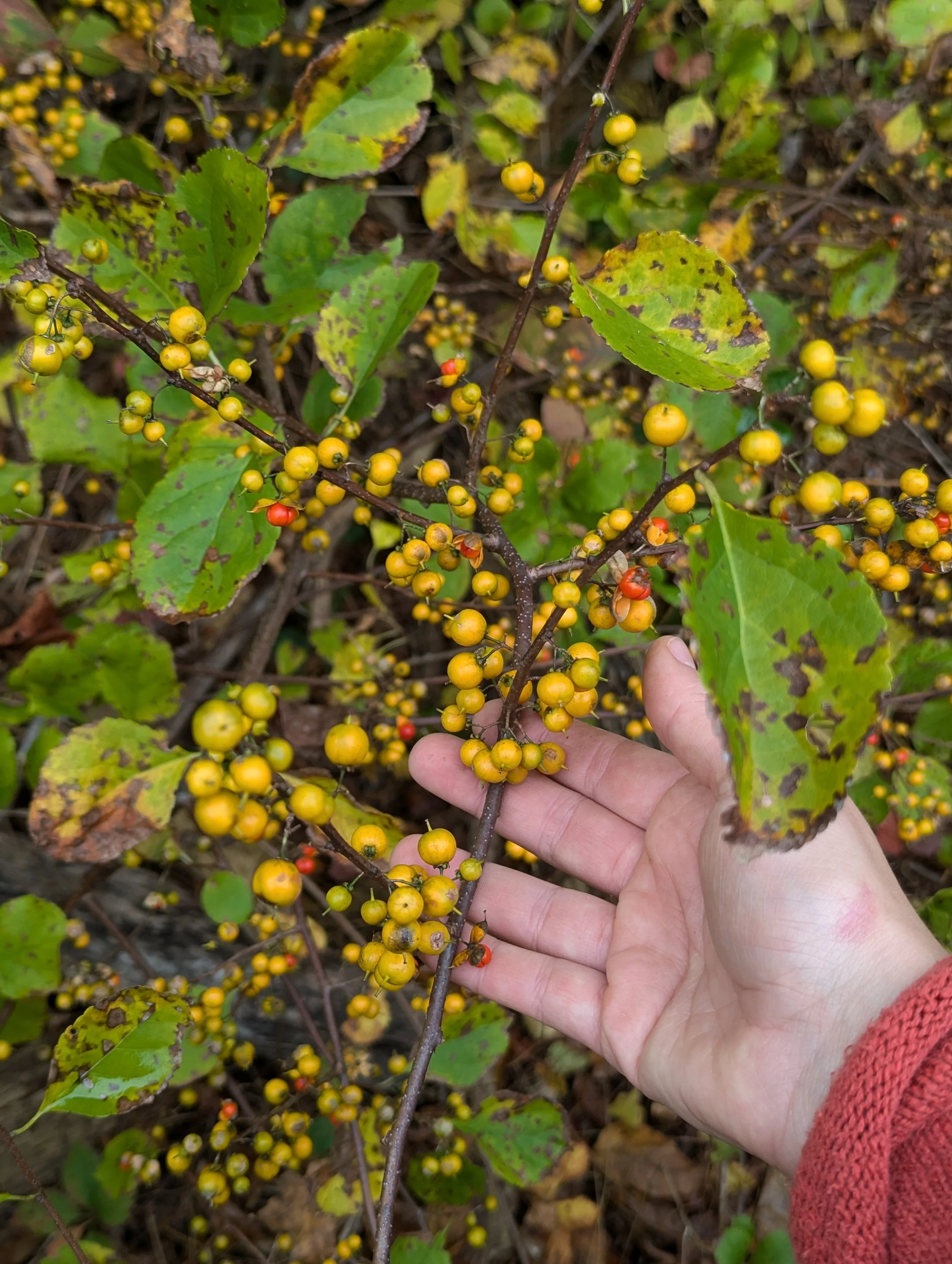 Dazzling autumn colors found locally in the Hudson Valley in the form of spotted foliage and bright berries 