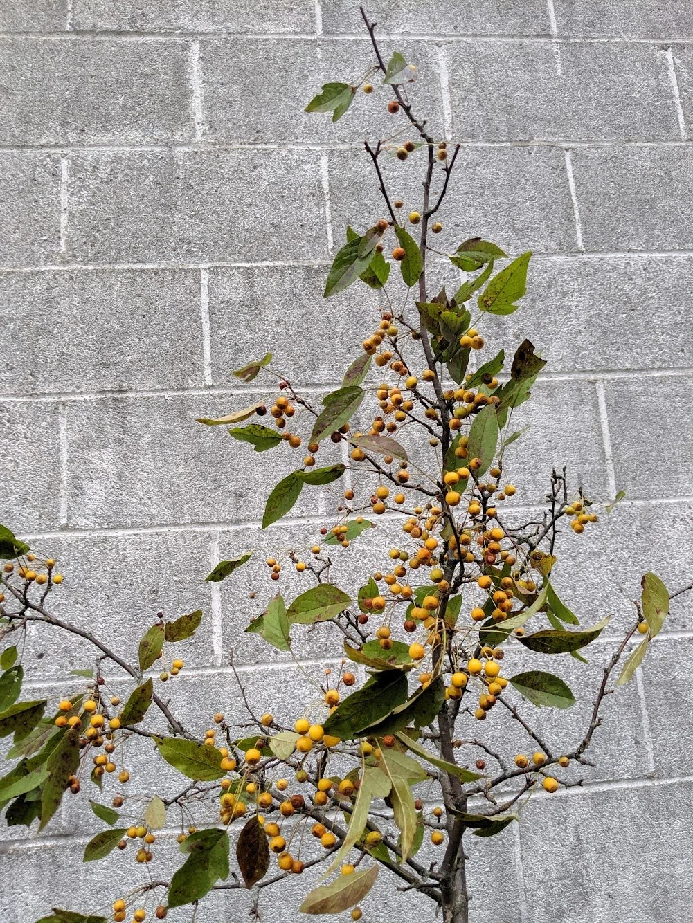  Sculptural branch growing with bold yellow fruits and subtle green leaves 