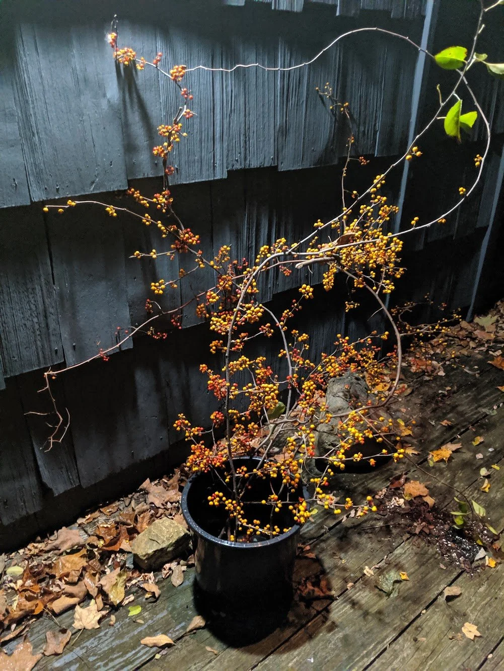  Wild grown bittersweet showings off it Fall colors having lost all its foliage only covered in yellow and red berries   