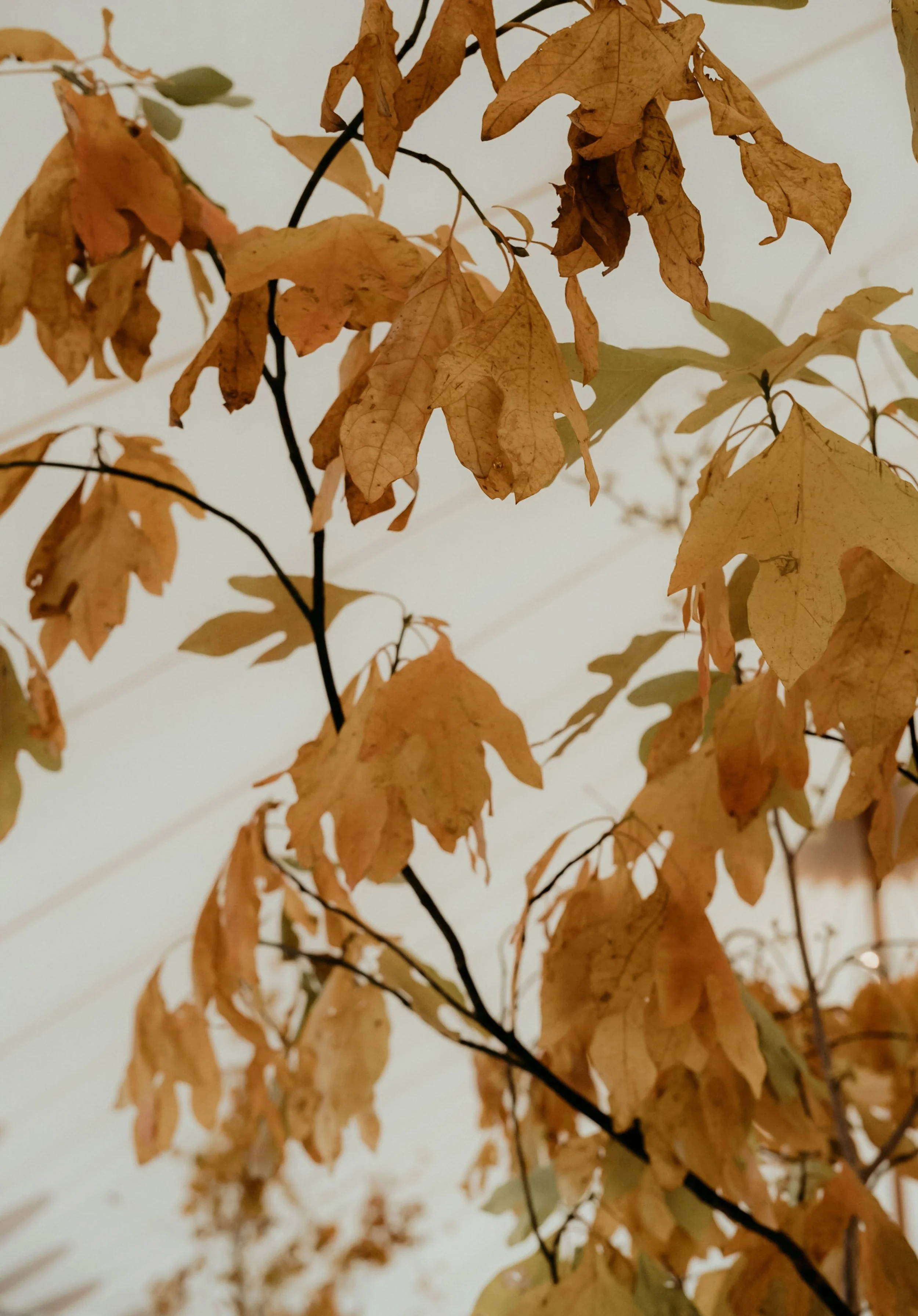  soft warm tones of the local sassafras leaves give a nice autumn pop of color 