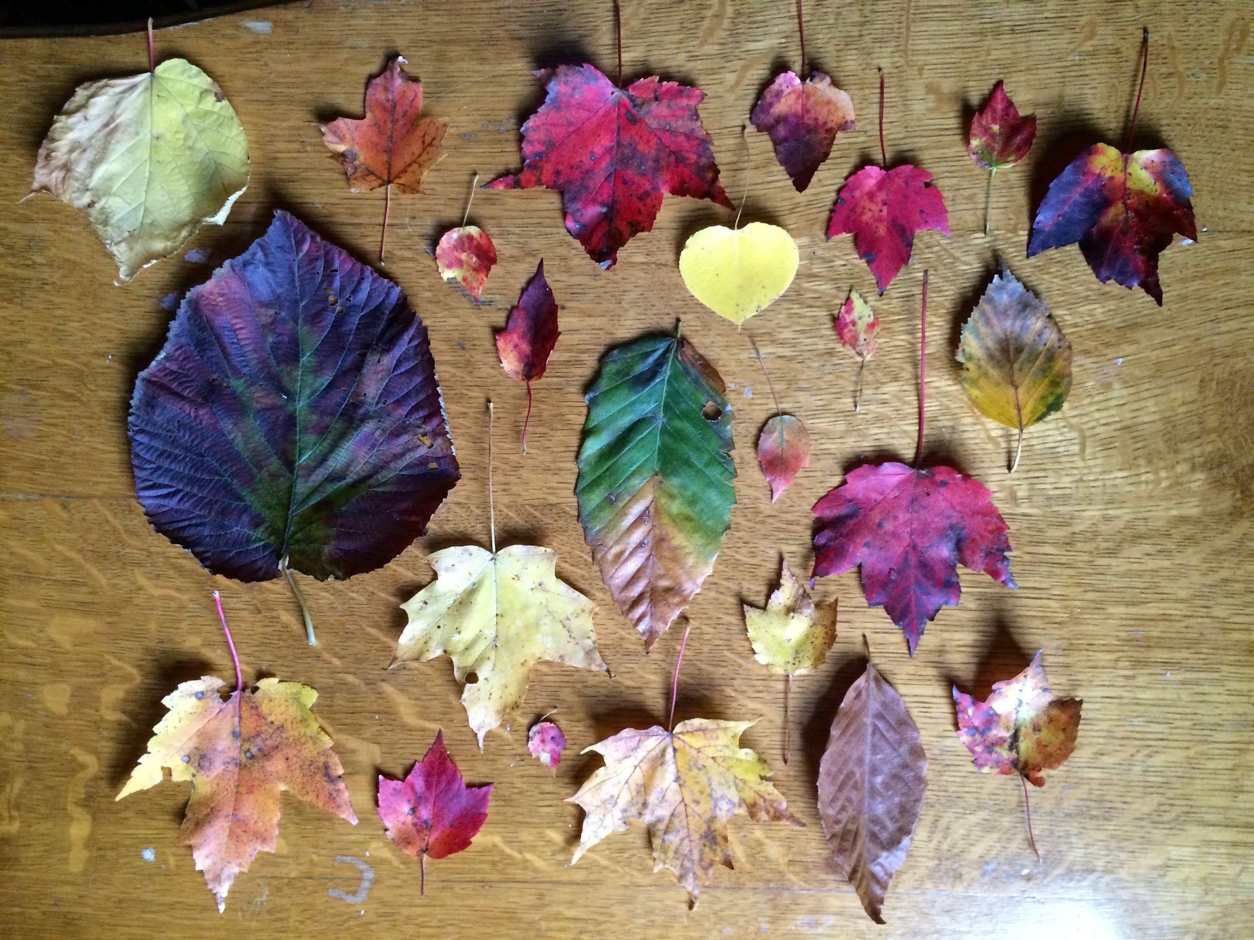   Collection of the many vibrant and colorful leaves found in New York during October    