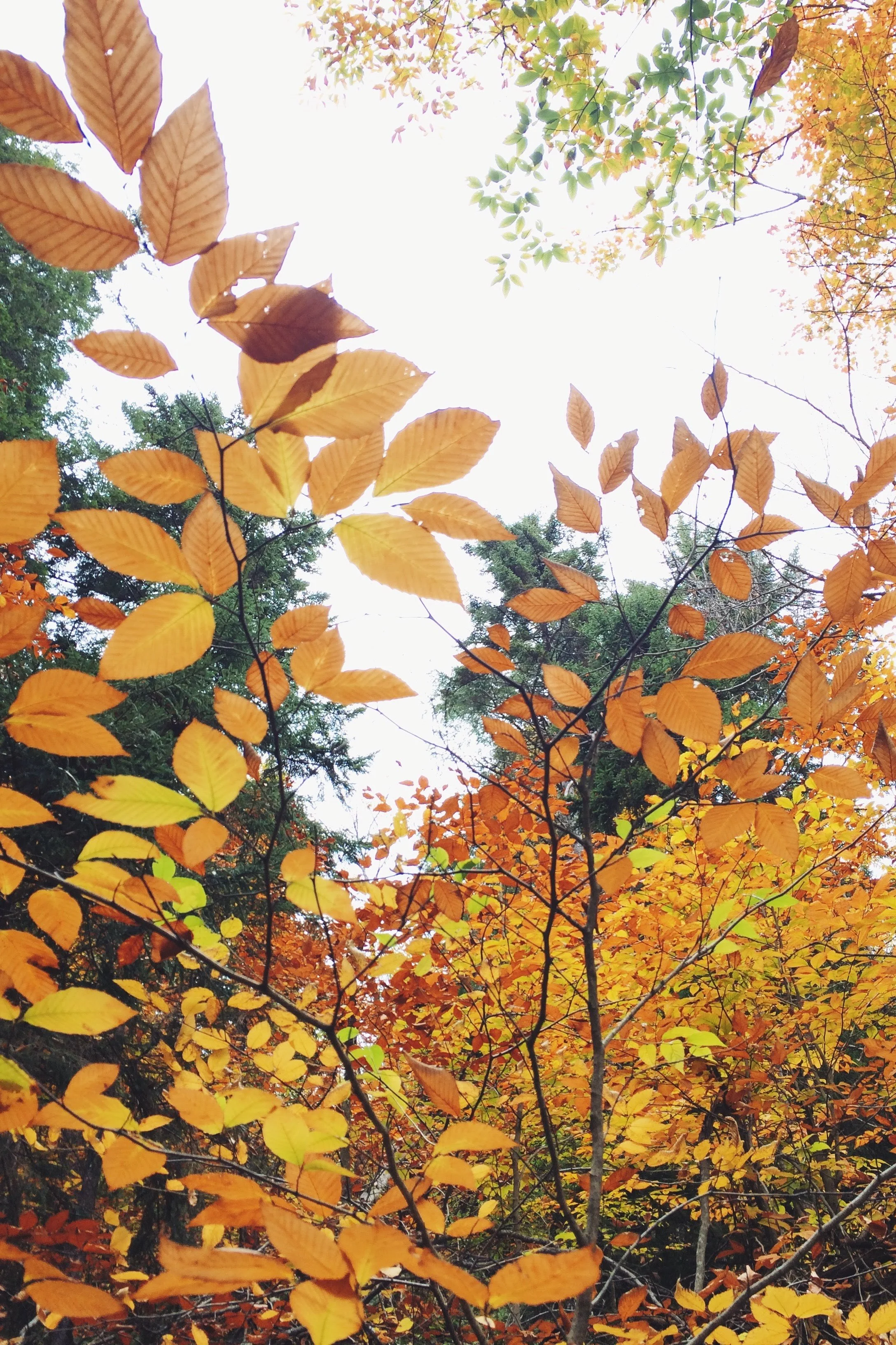  Charming fall colors found in Hudson Valley vegetation with a sea of yellows, oranges and reds   