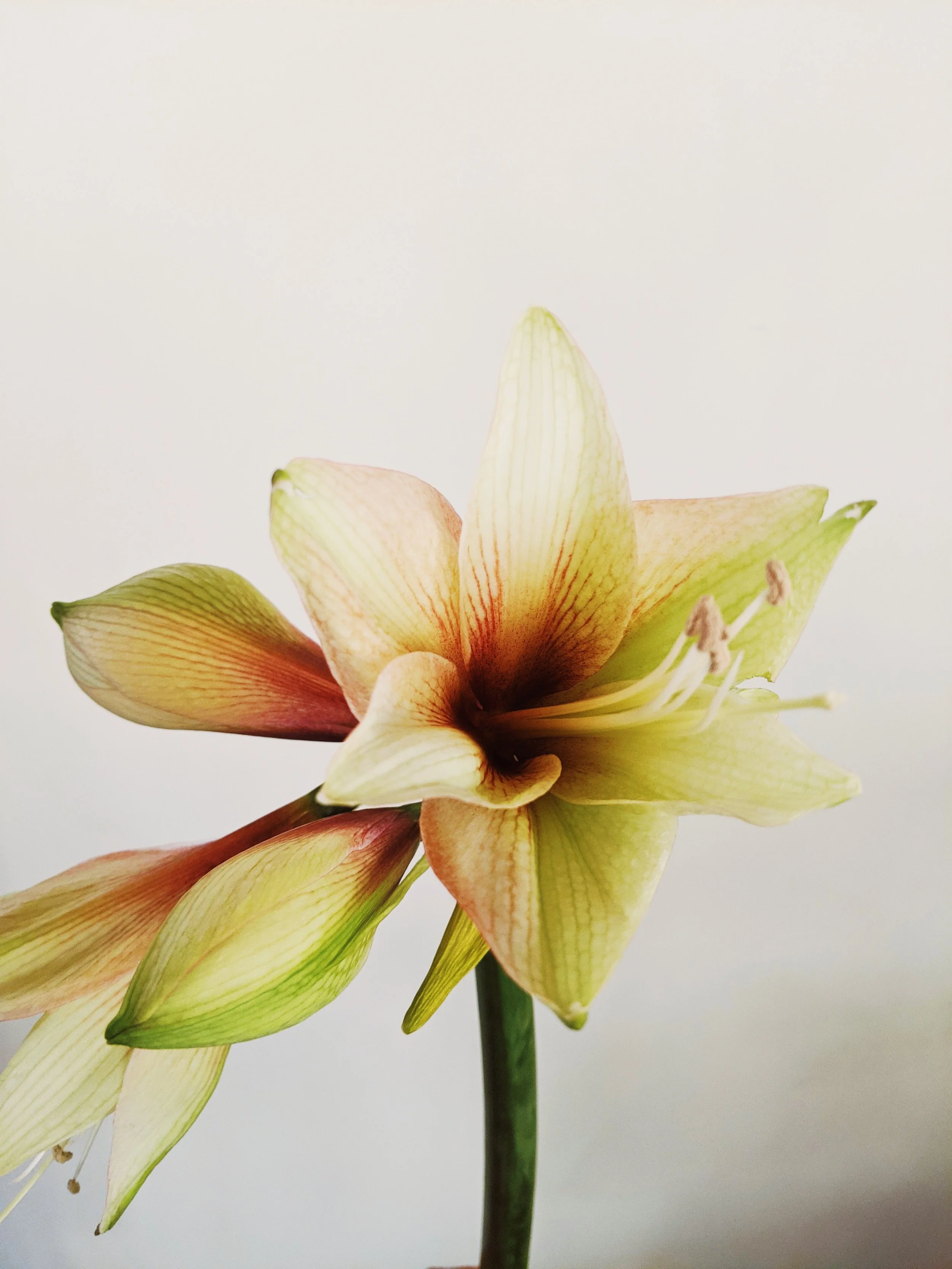  Tall and bold amaryllis with its striking deep reds, clean whites and soft greens 
