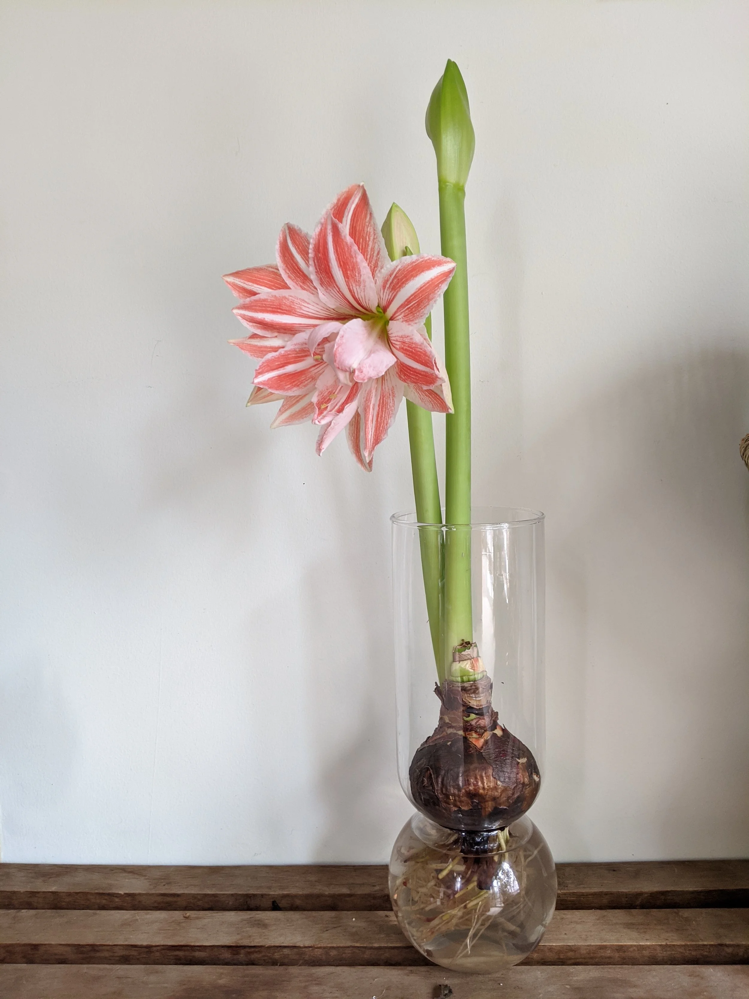  Blub in simple glass container showing off its striking, lush red and pink bloom 