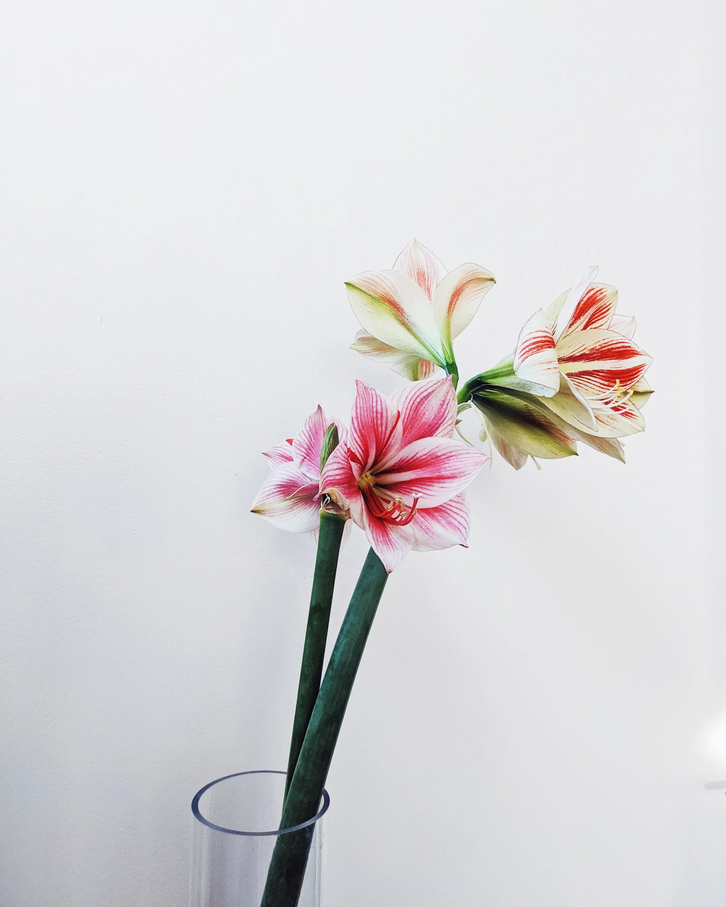  Multiple elegant blossoms of beautiful amaryllis in full bloom   