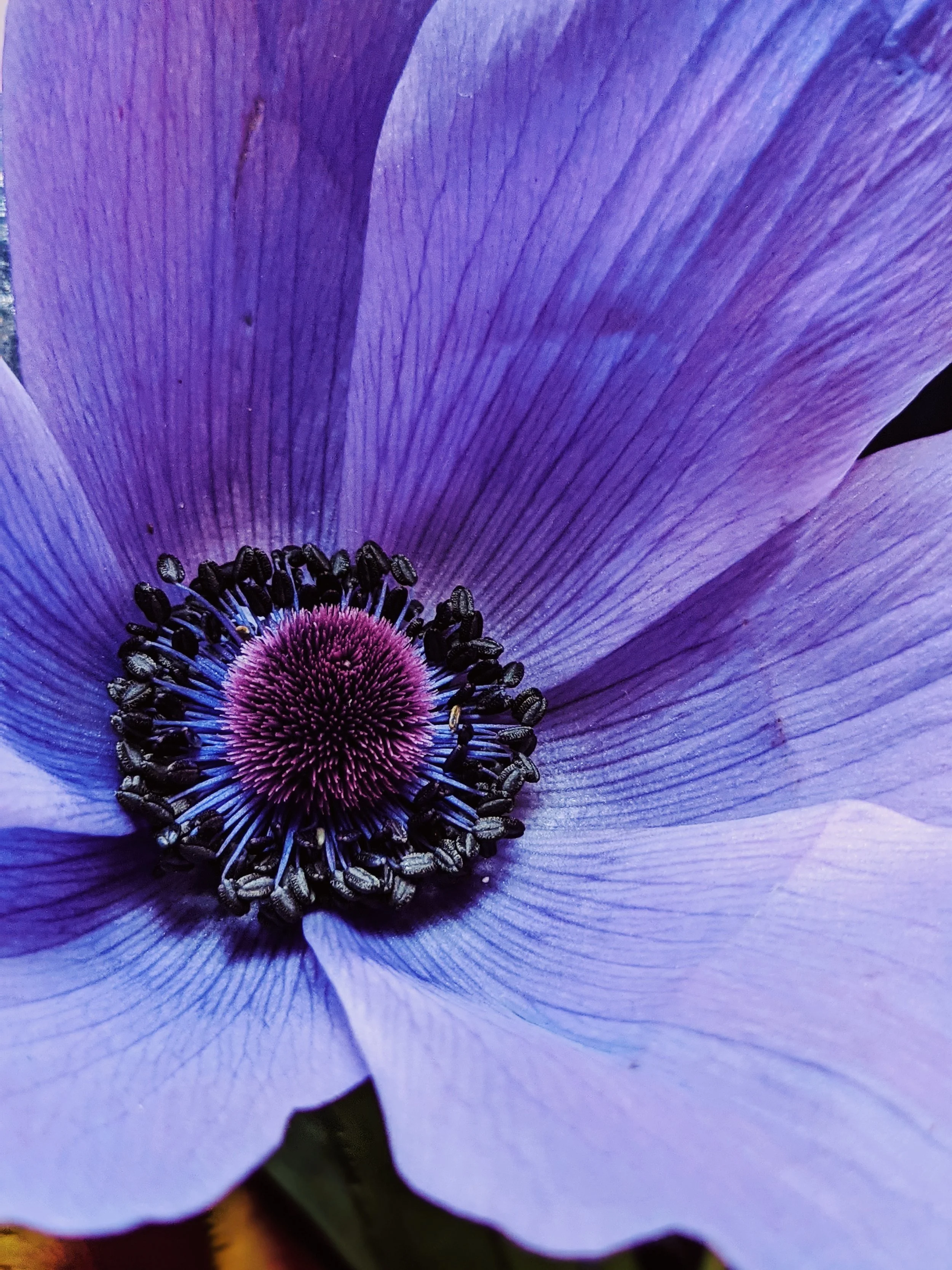  Zoomed in view of fresh, organic purple anemone showing off its sculptural features 