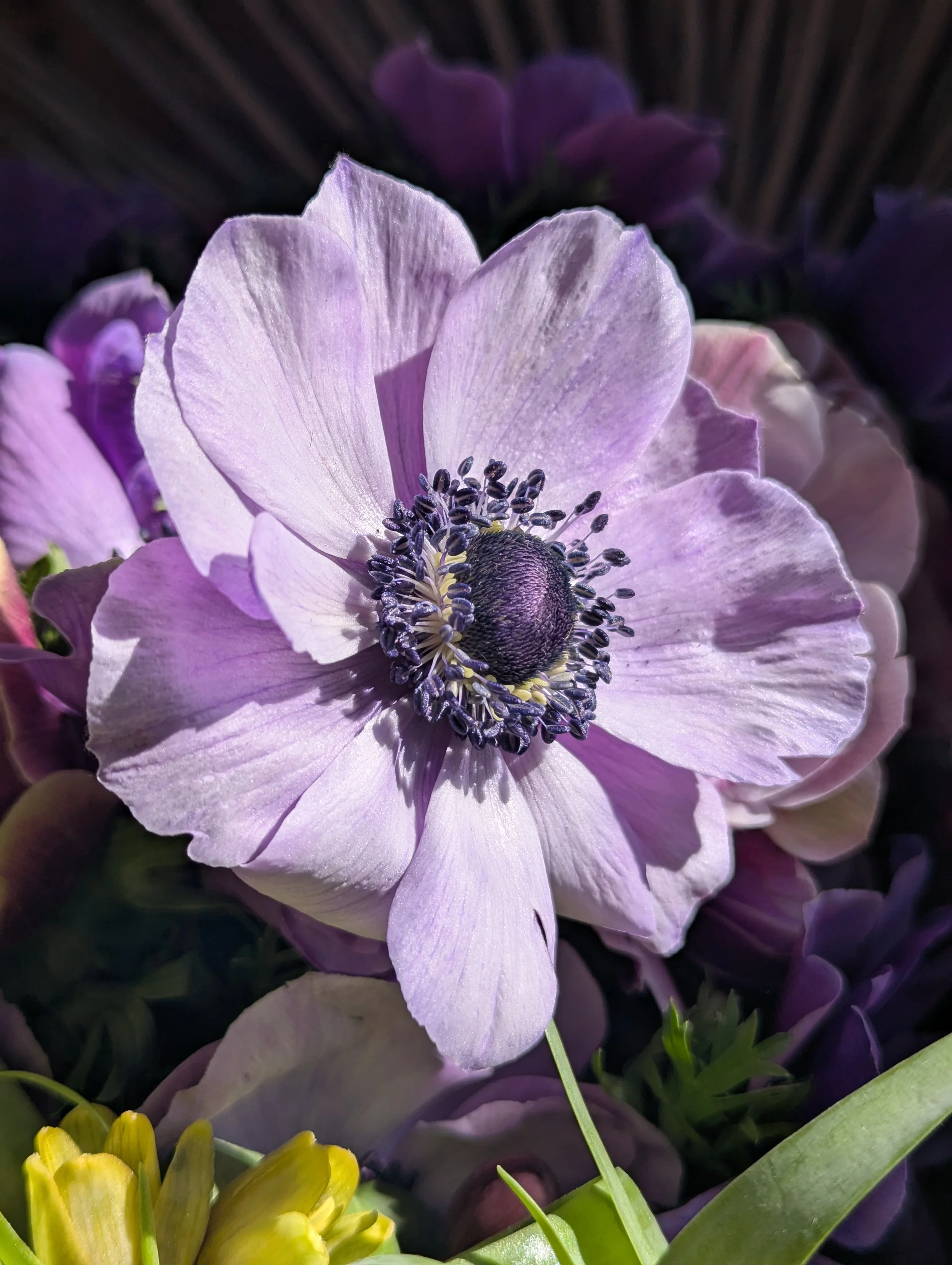  Vivid purple crisp petals of the expressive anemone against the dark purple center 