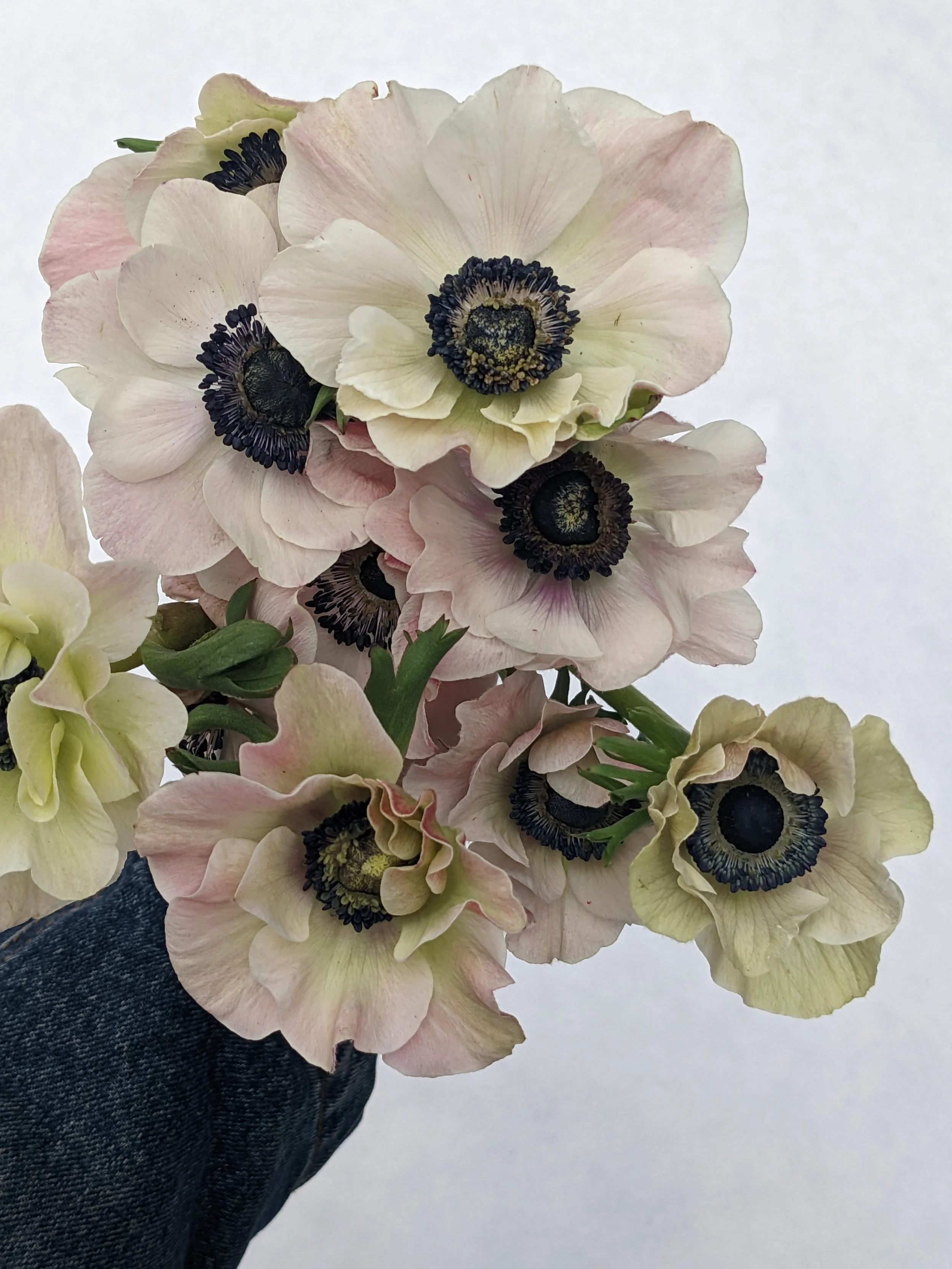  Locally grown bouquet of flowers with subtle white and soft pink toned blooms 