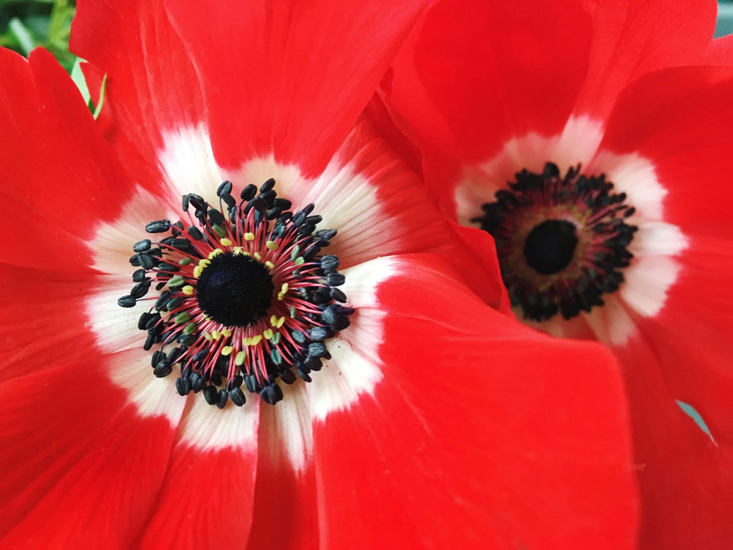  Close up of striking, bright red blooms in contrast to fuzzy white and black centers 