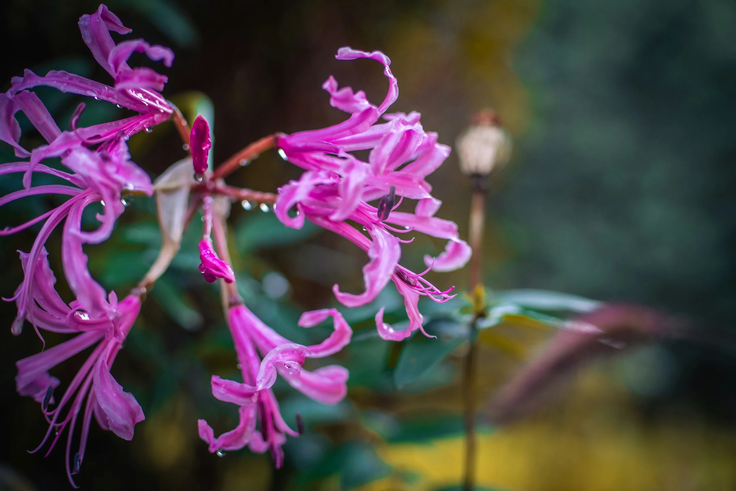  Whimsical blossoms of the spidery and ribbon-like petals of the nerine  