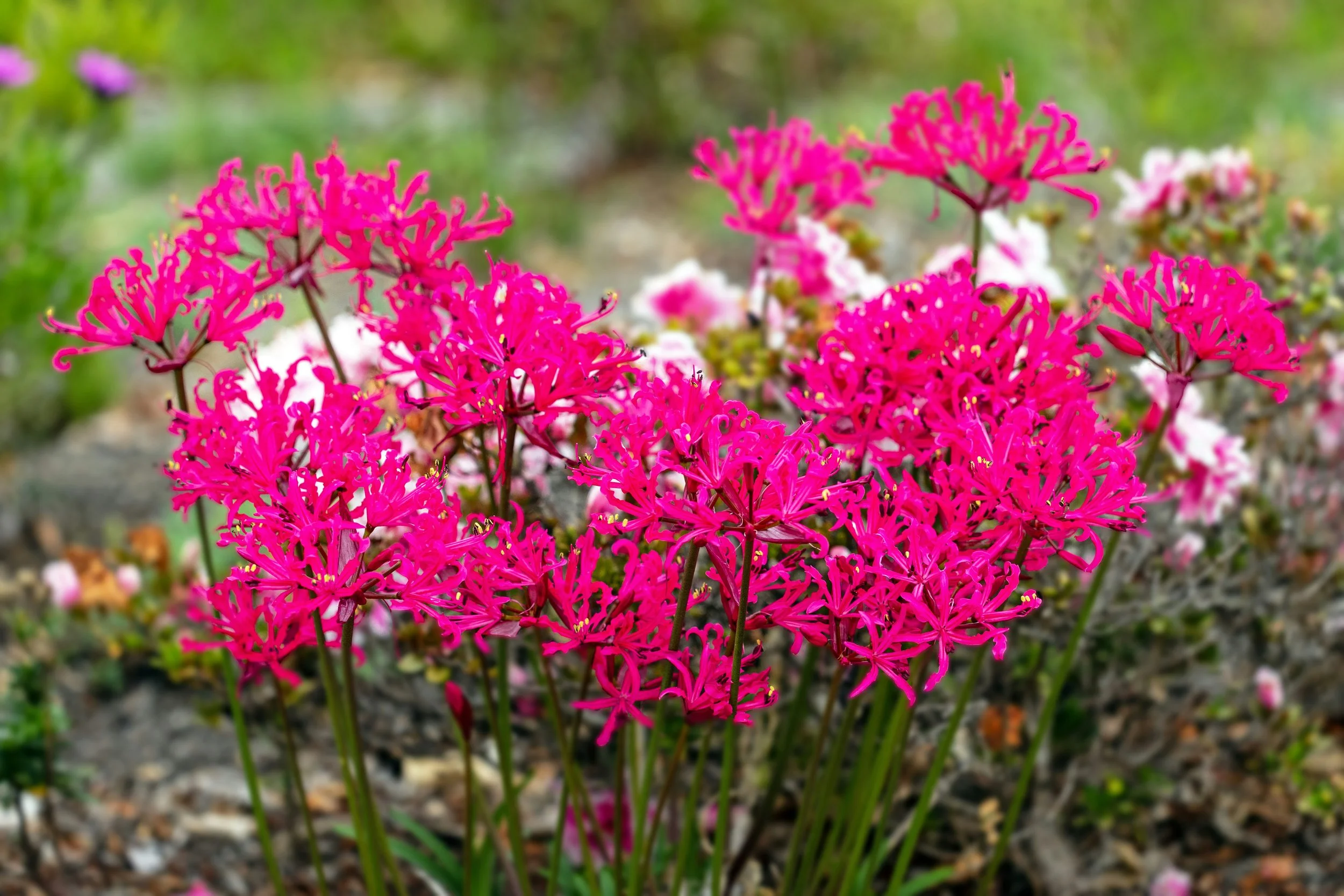  Organic, vibrant pink blooms grown local in greenhouse give pop of color during early winter 