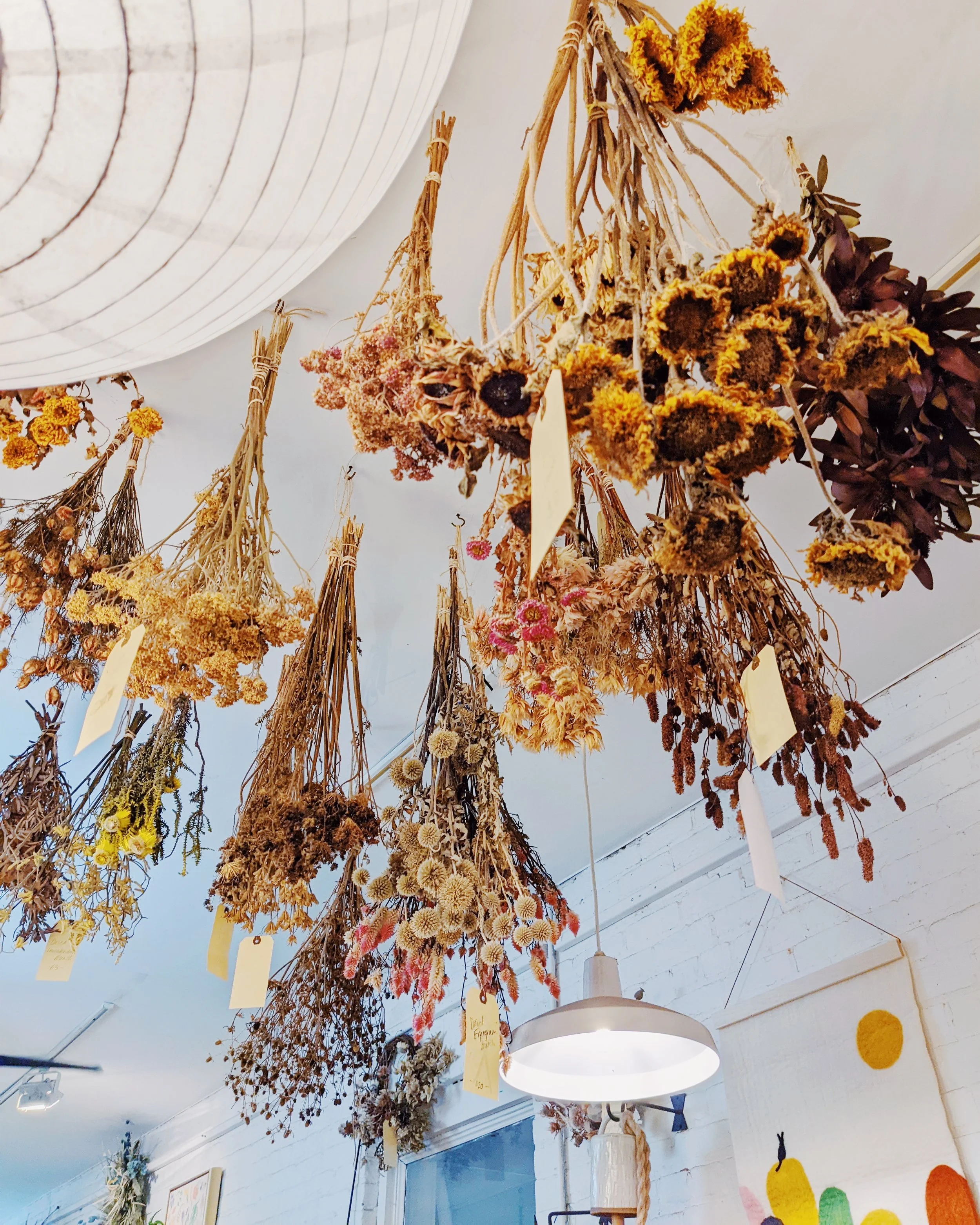  Ceiling with playful dry flower bunches featuring sunflowers, thistles, strawflowers and more 