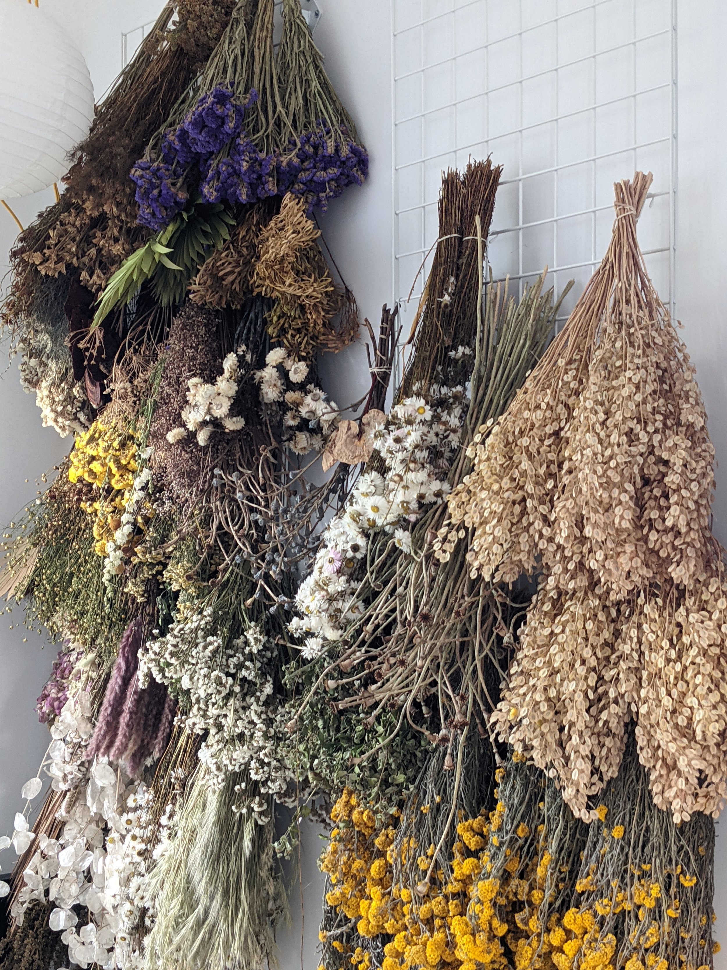  Studio wall of multiple kinds of dried flowers hanging in multiple bundles with vivid blooms 