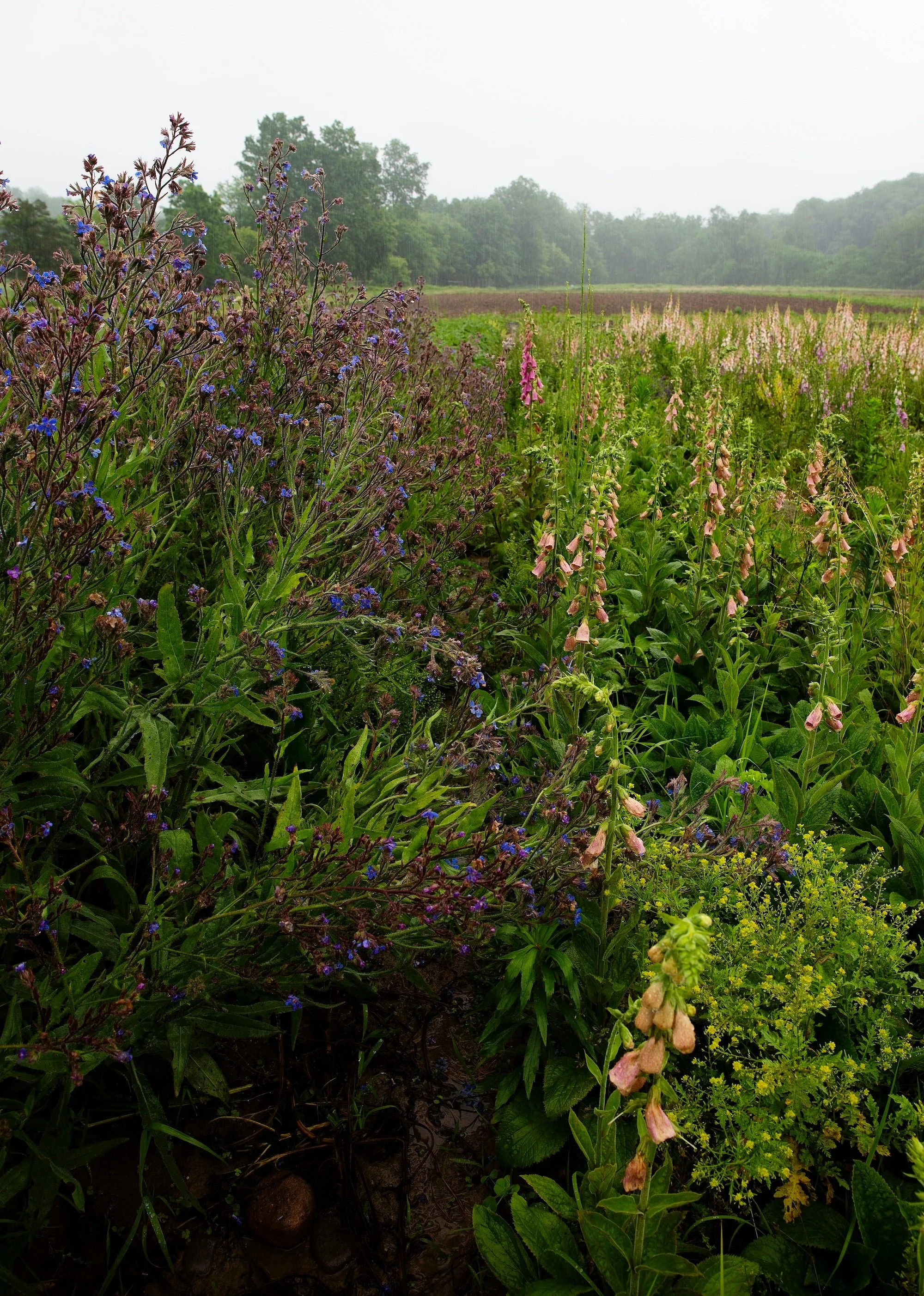 Lush flower field at Treadlight farm in the Hudson Valley